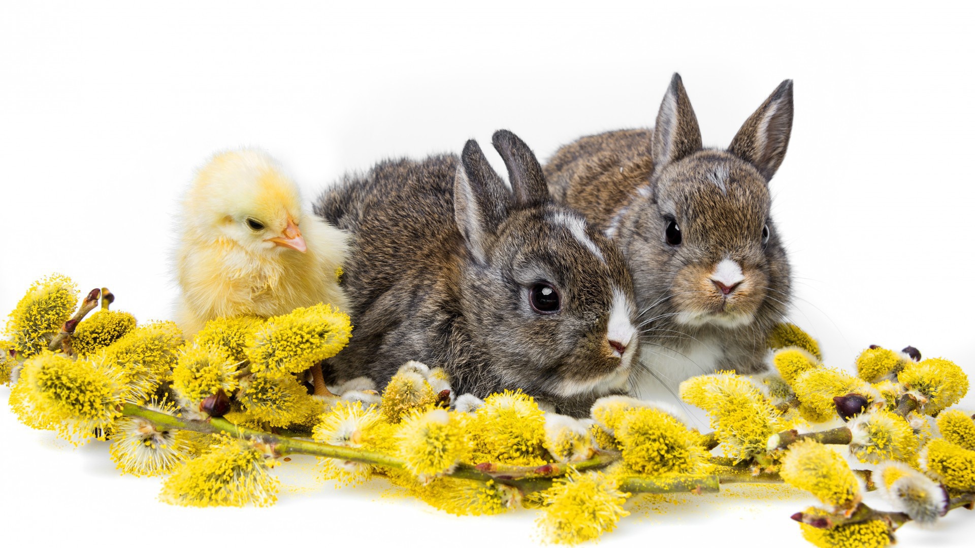 Два кролика и цыпленок