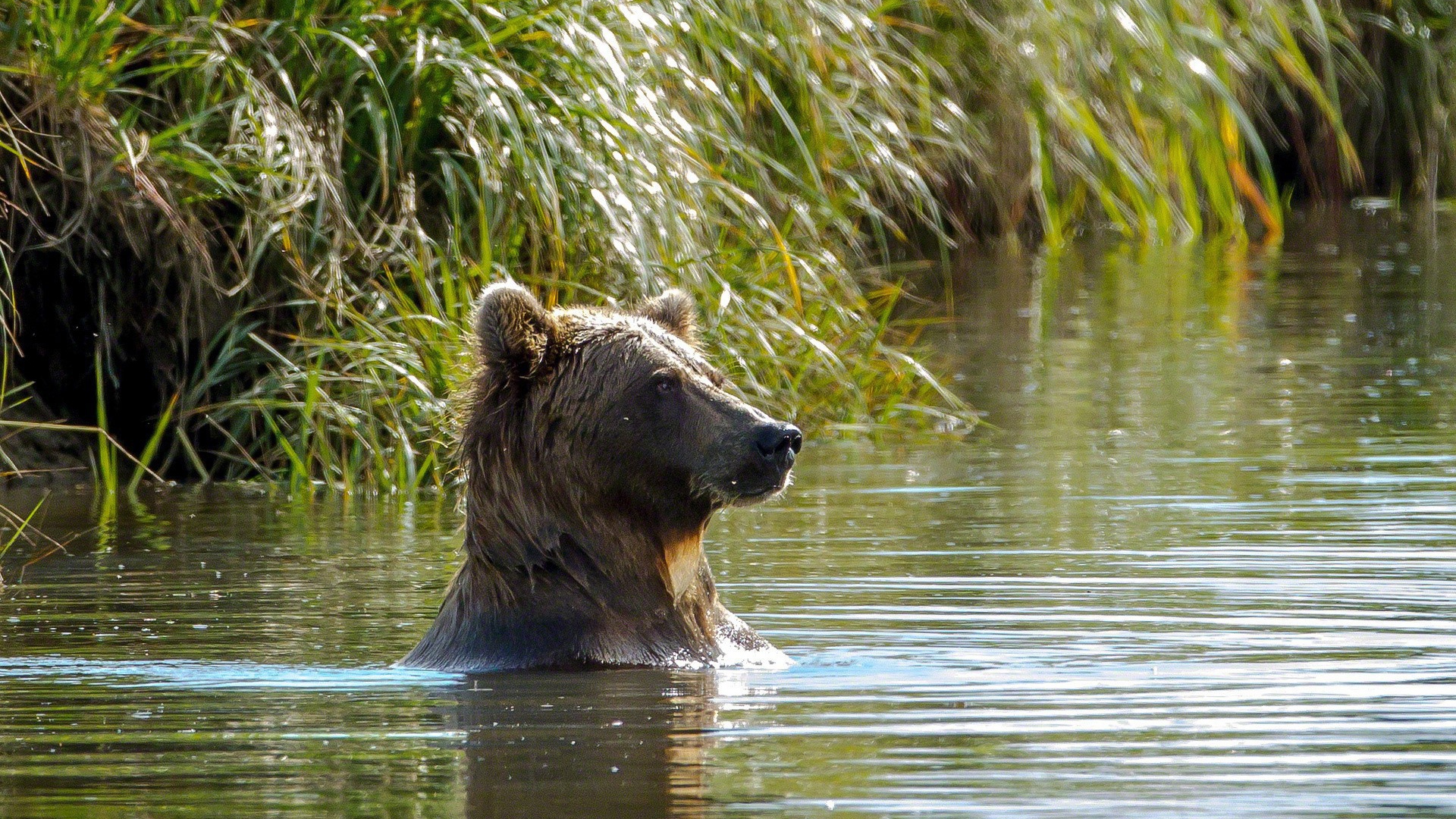 Медведь купается в реке