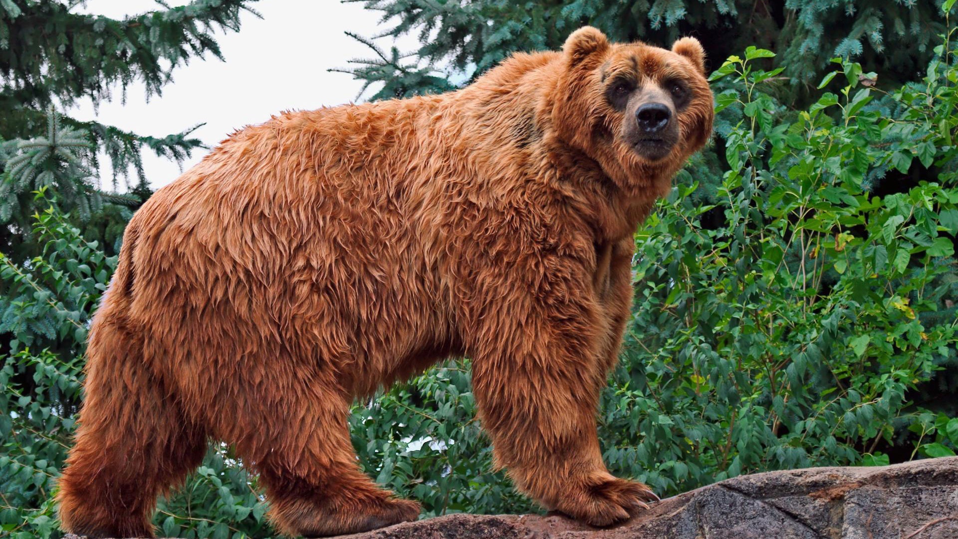 Кадьяк медведь