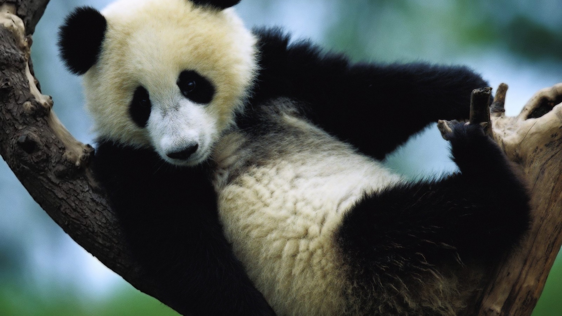 Панда сидит на дереве