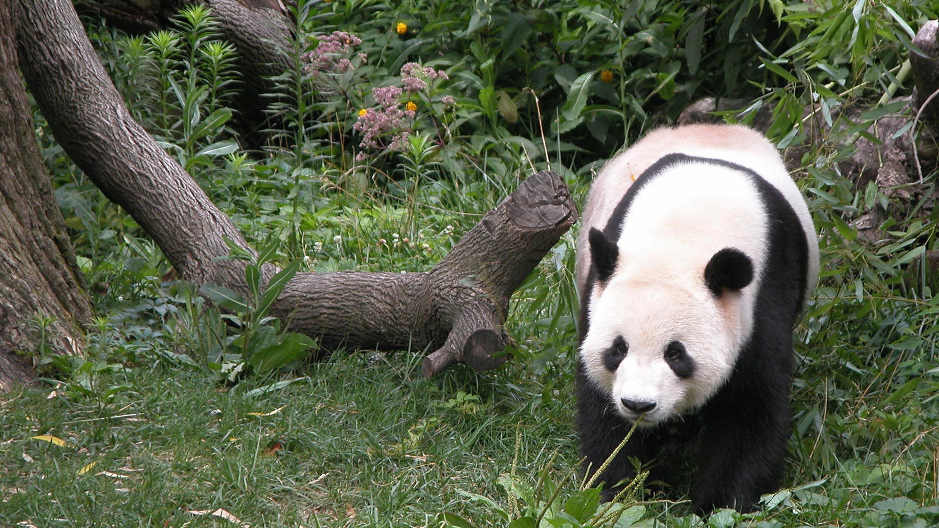 Панда гуляет по лесу