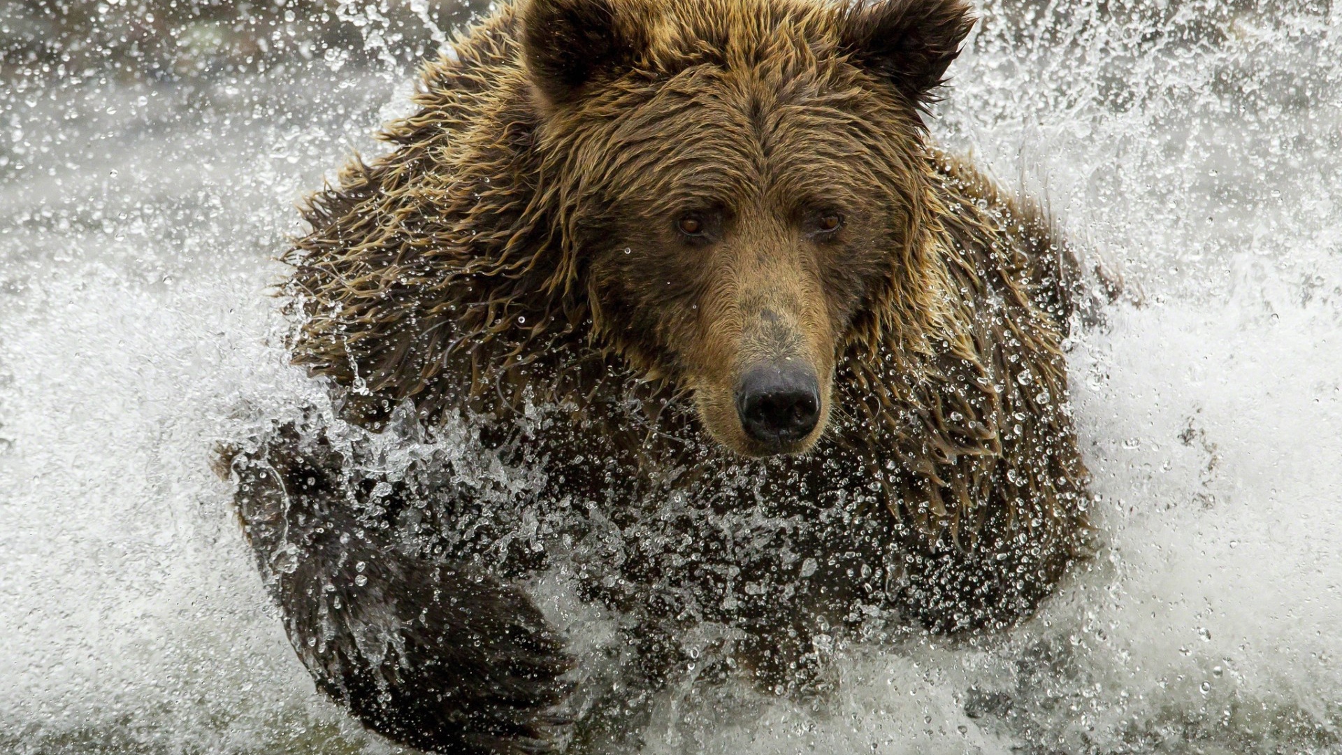 Медведь ловит рыбу
