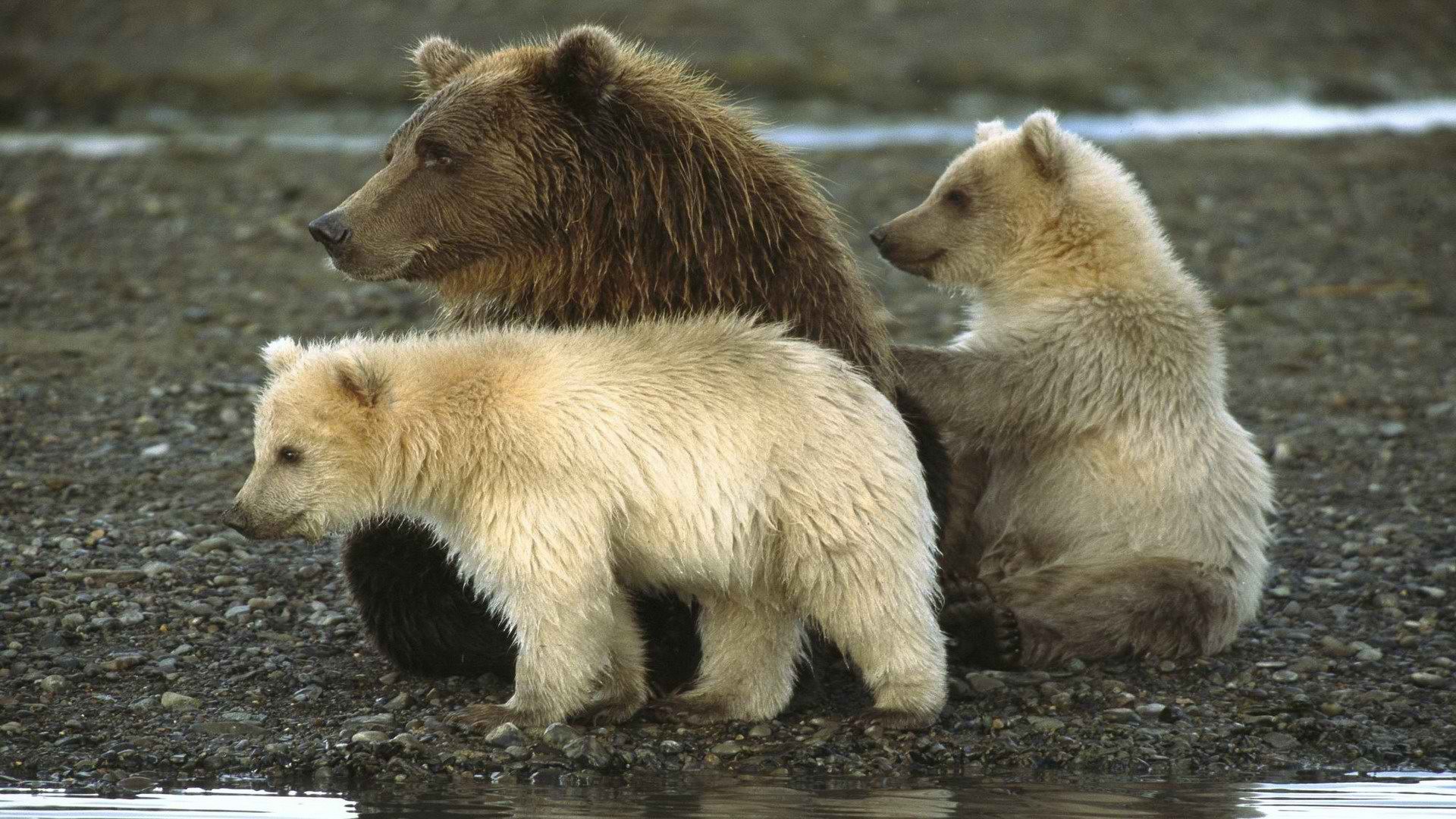 Национальный парк на Аляске
