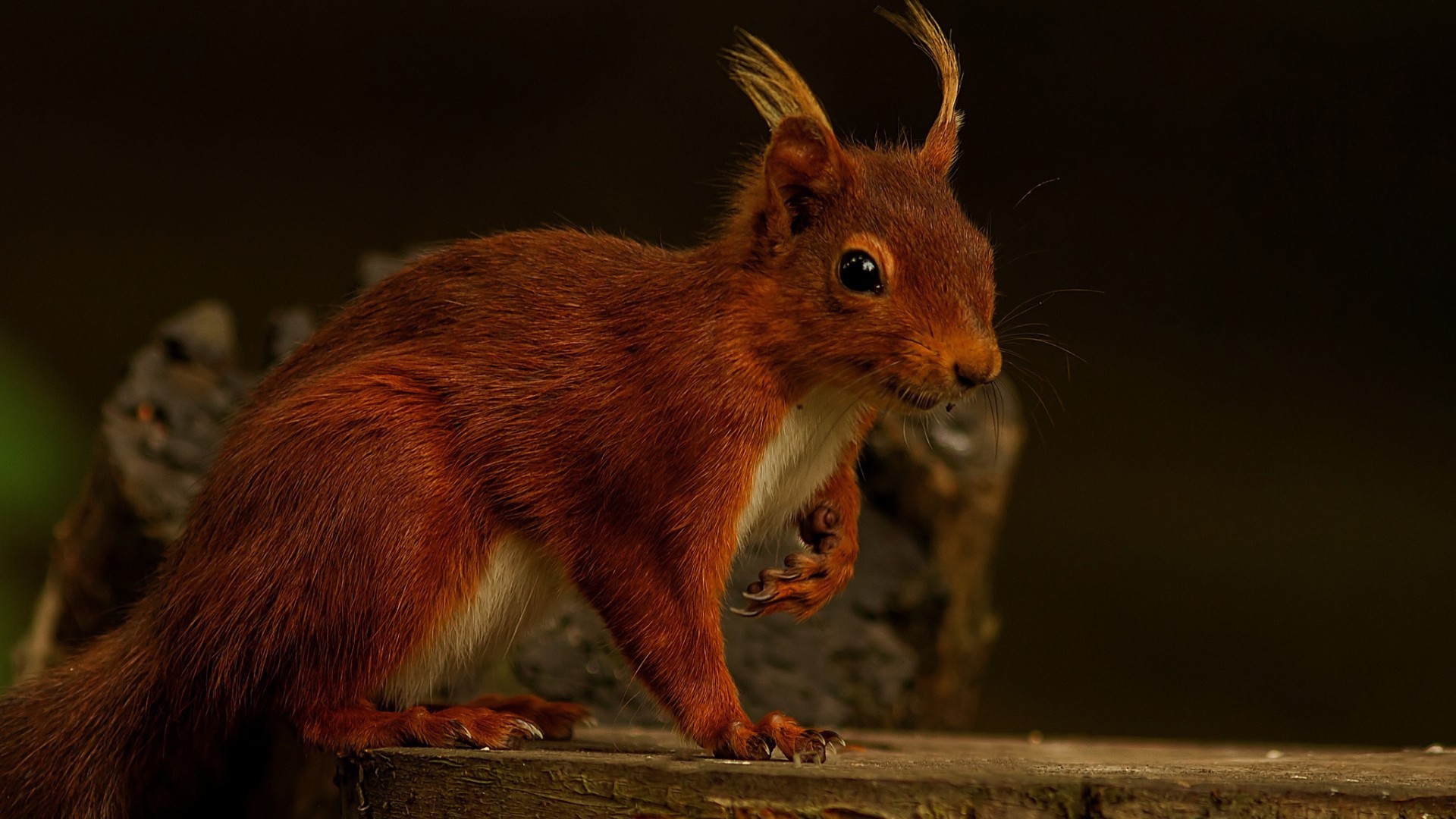 Забавная белка