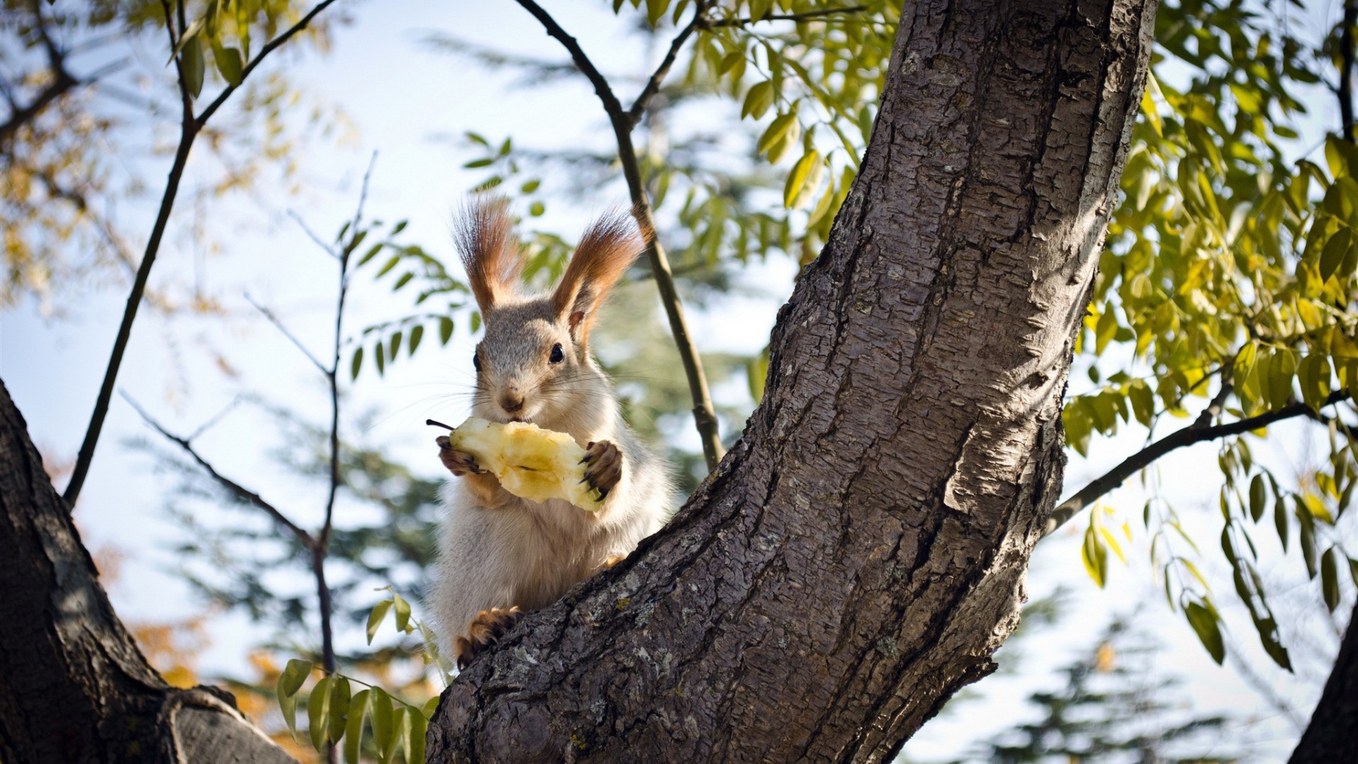 Белочка ест грушу