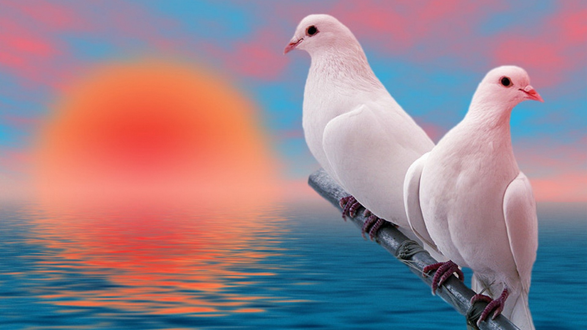 Пара белых голубей