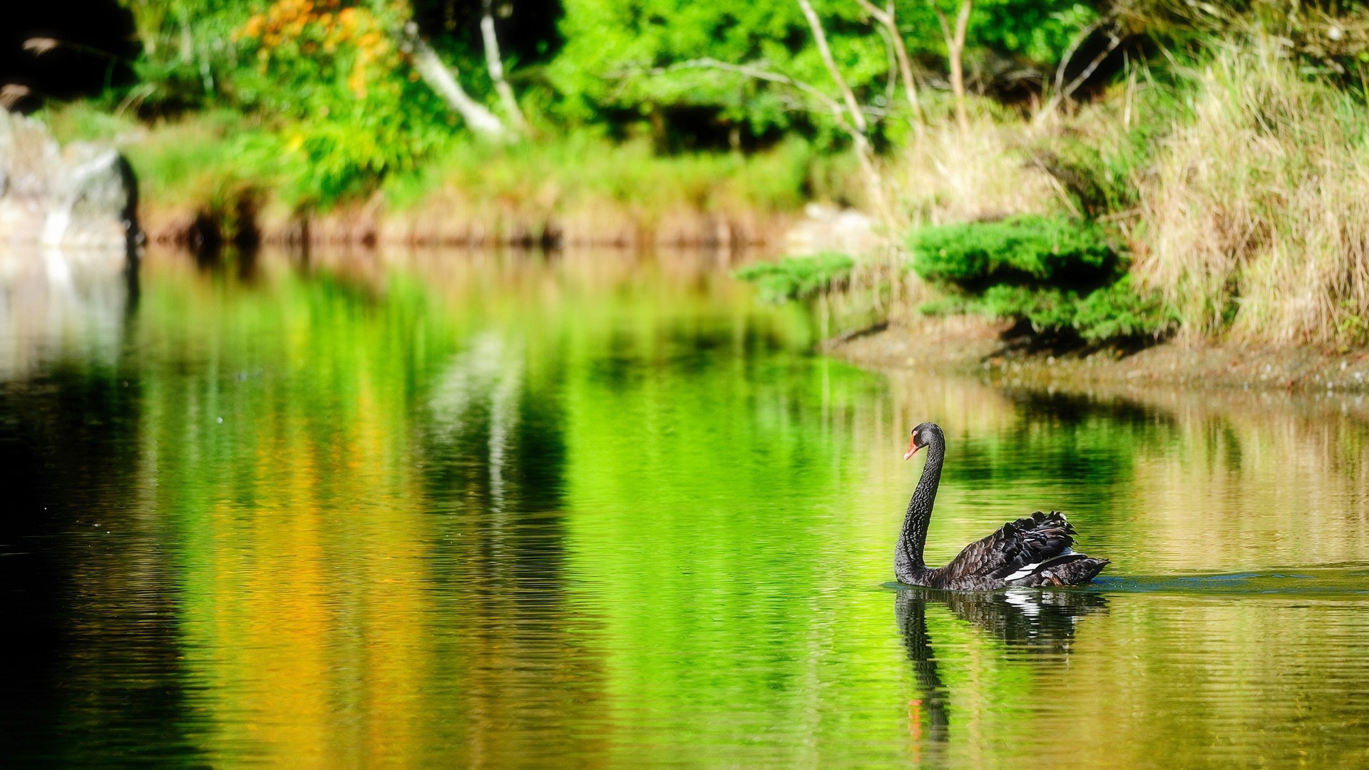 Черный лебедь