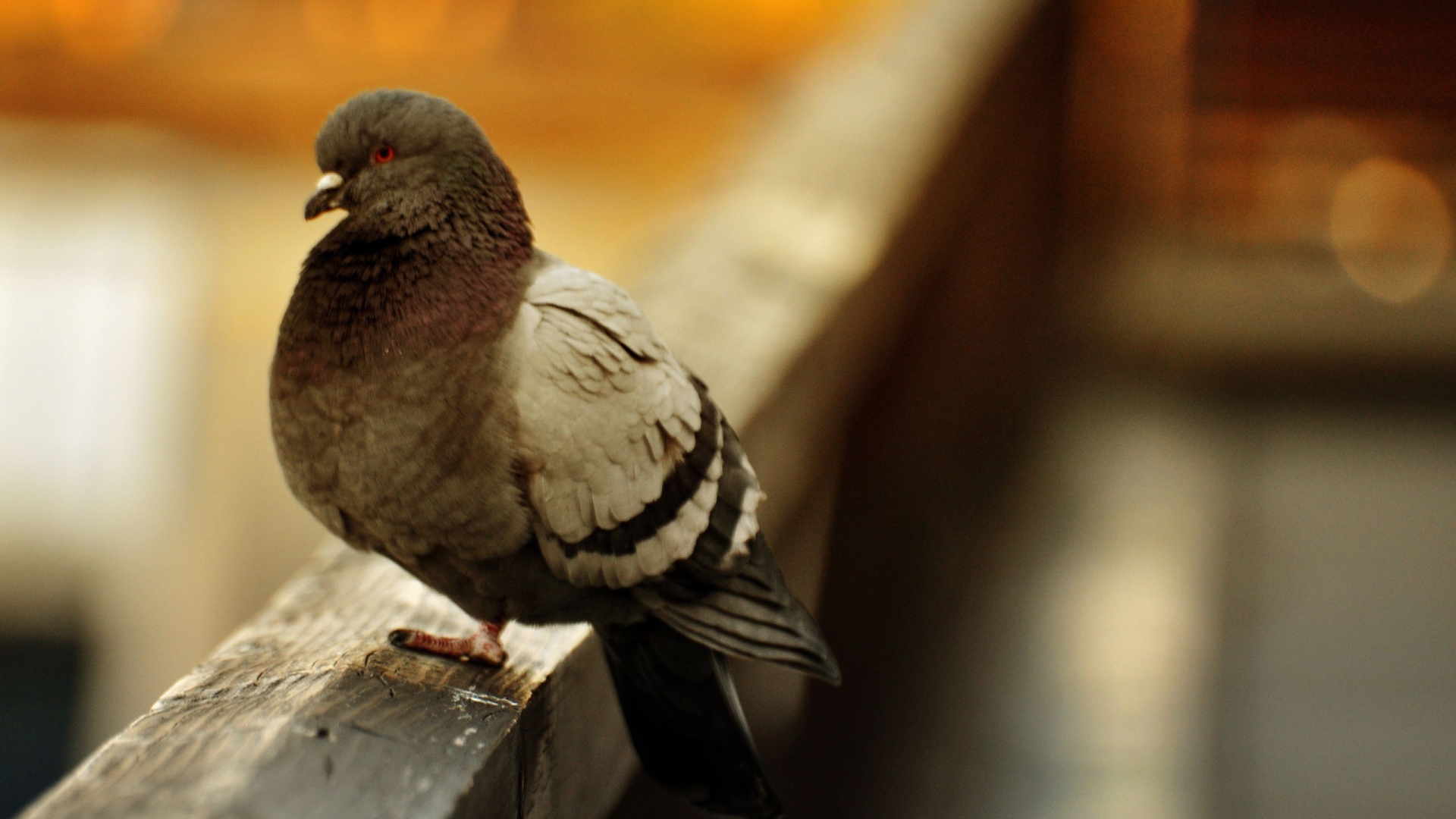 Отчаянная птица