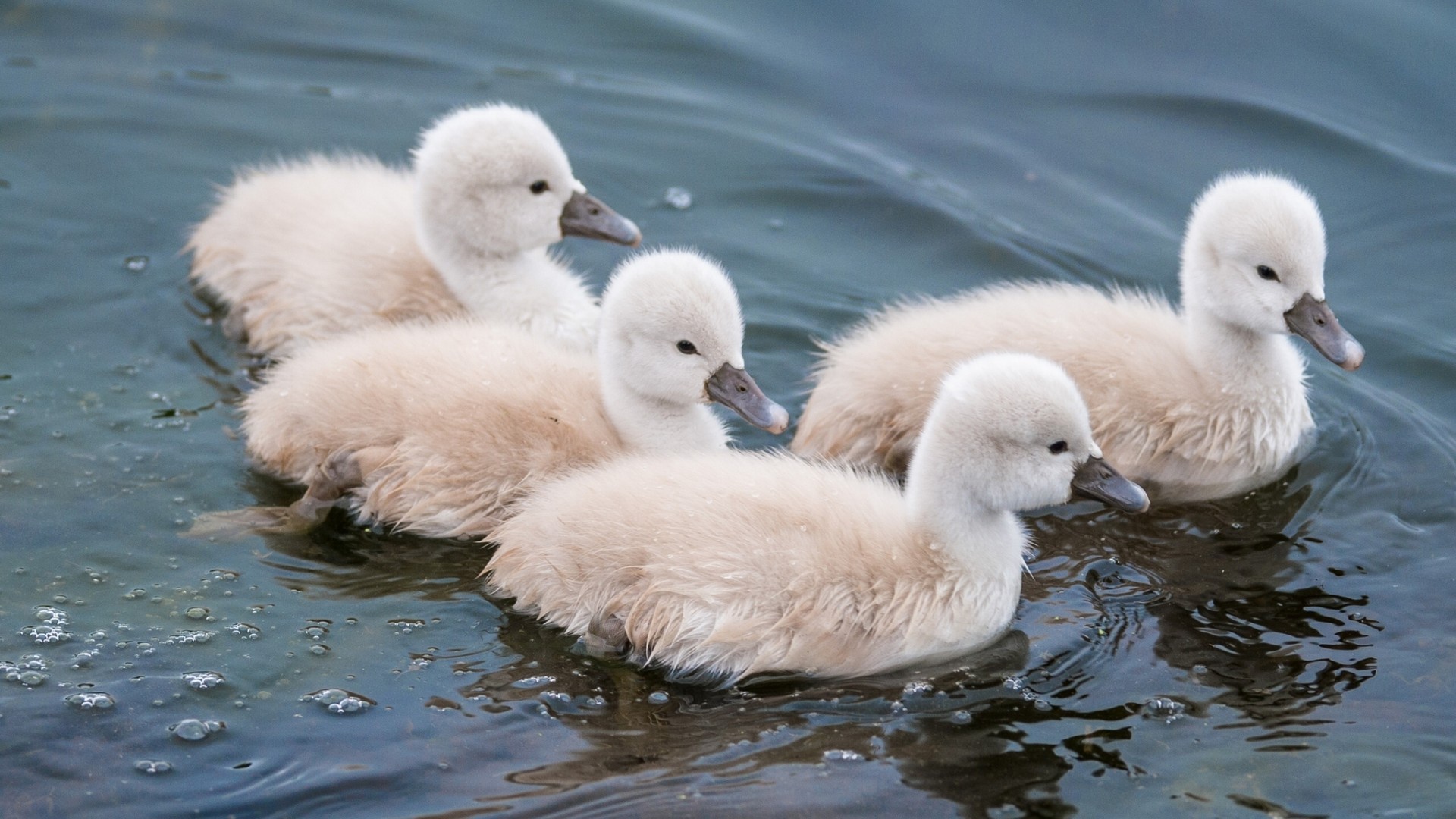 Утята в воде