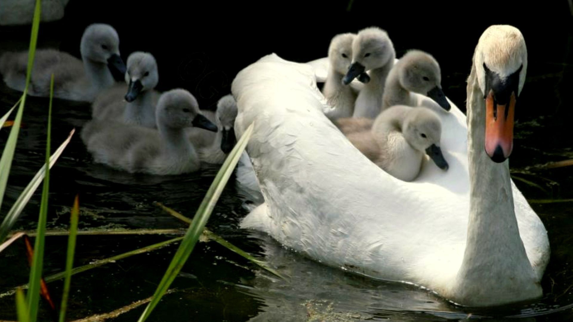 Мама лебедь с детьми