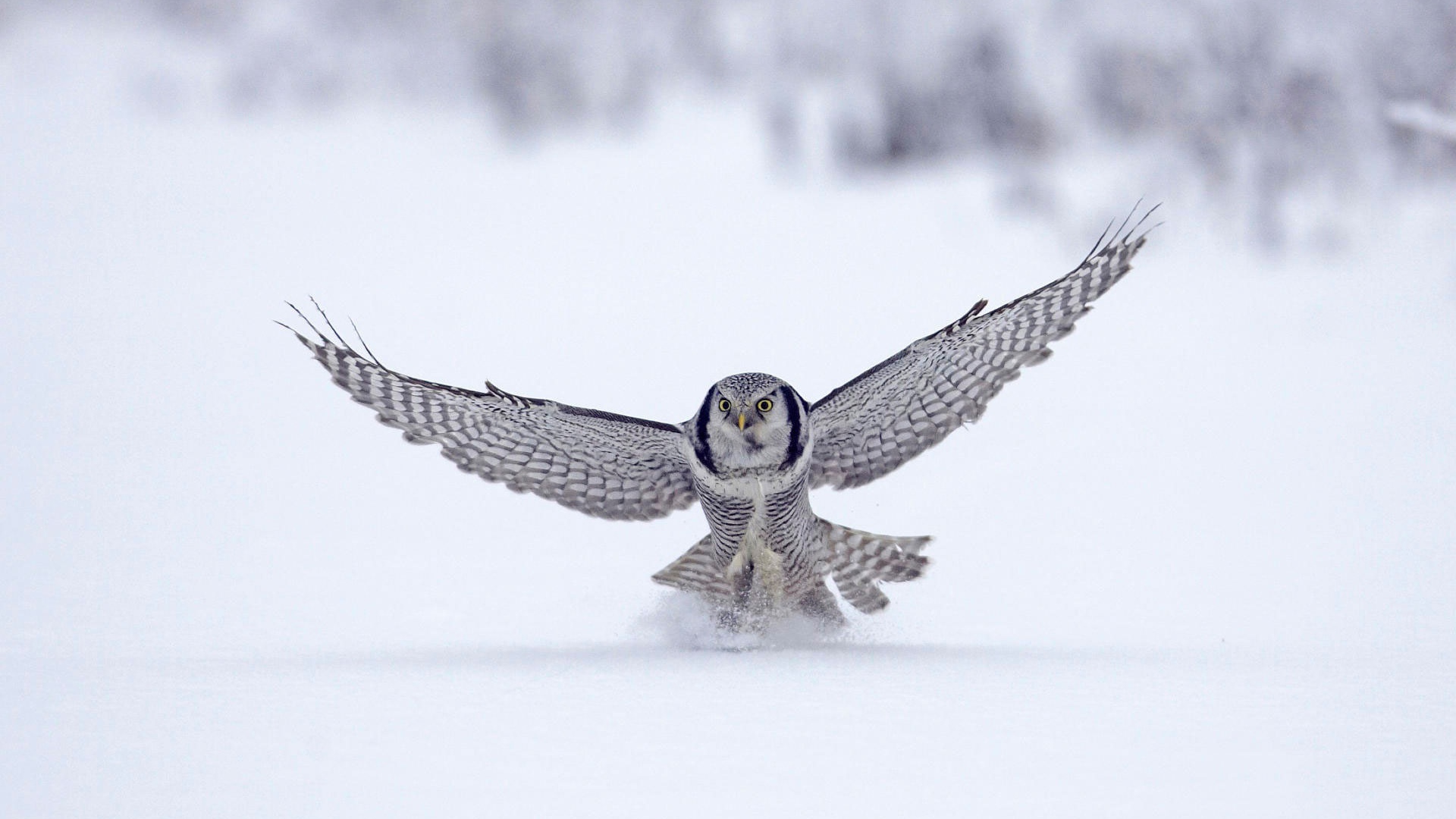 Северная сова, Финляндия