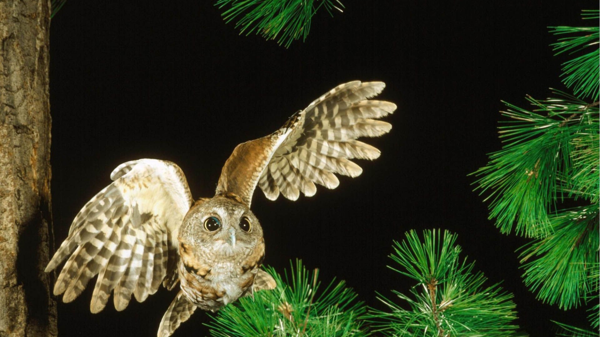 Сова в полете