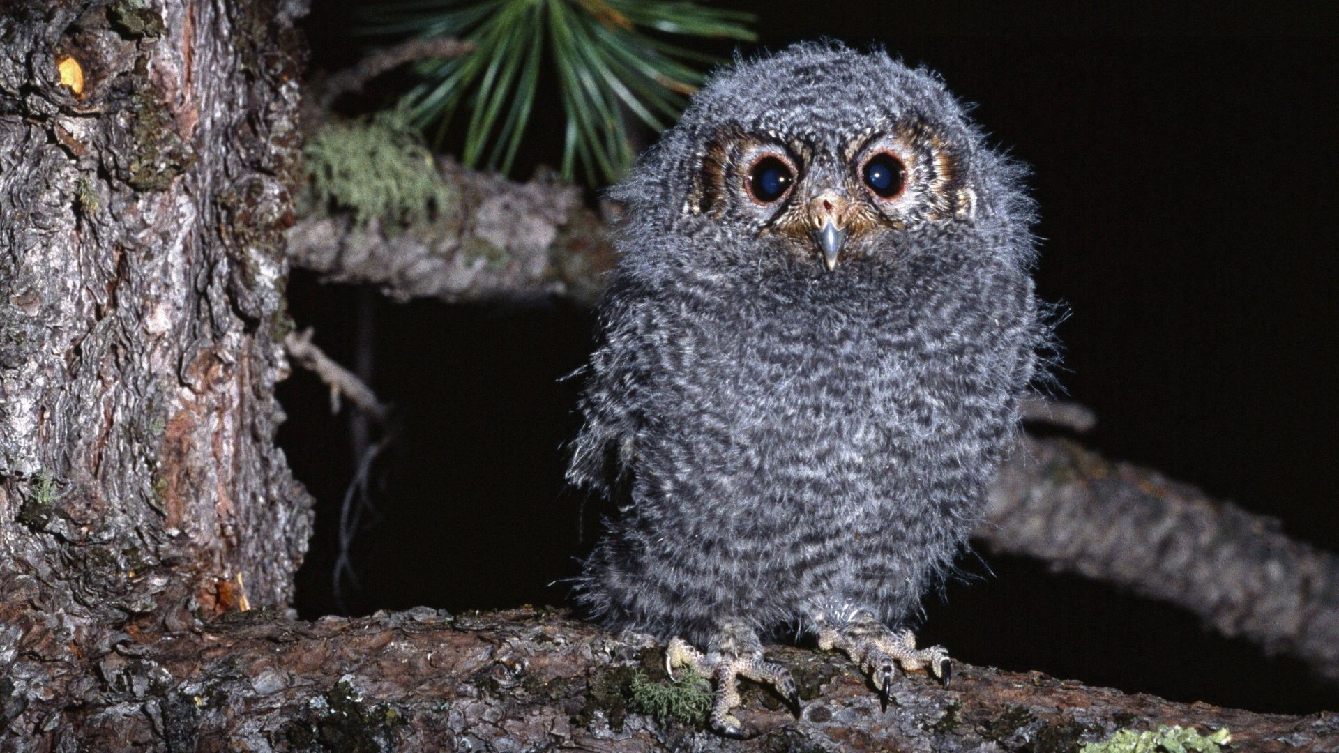 Птенец совы