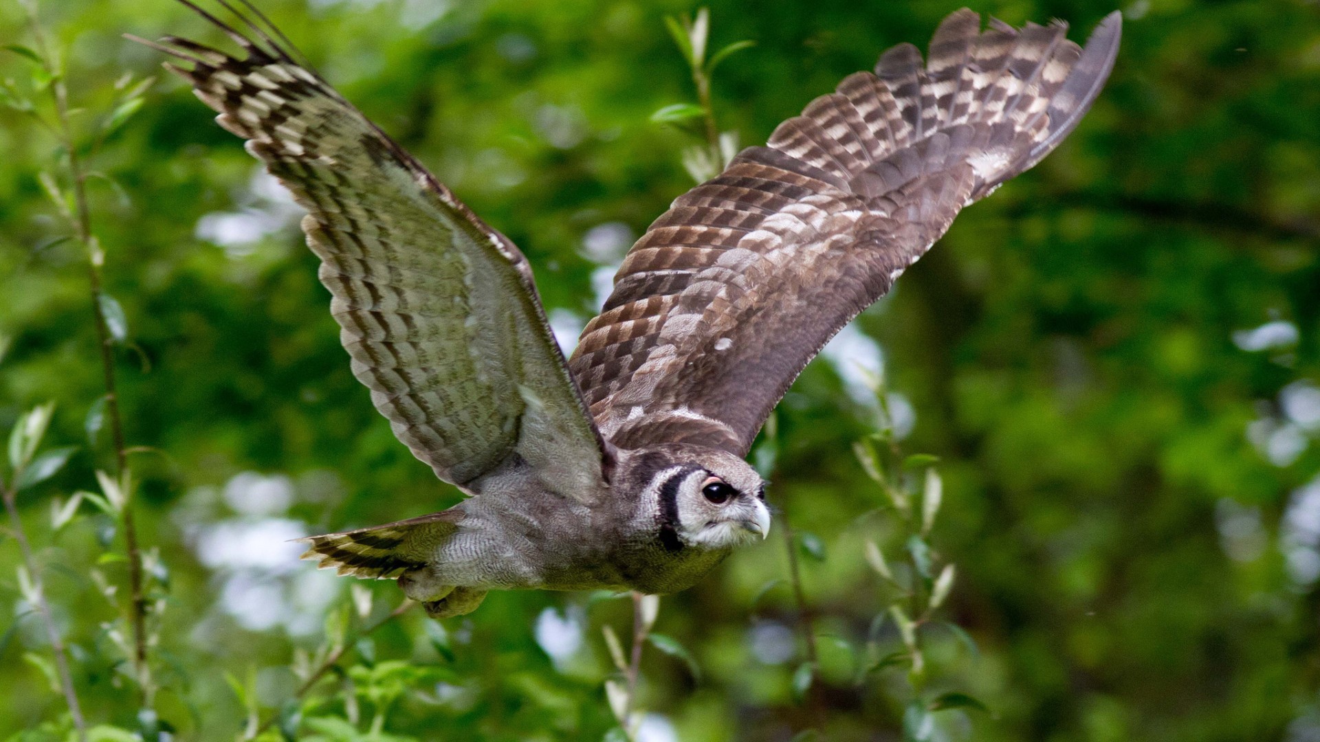 Сова на фоне зелени