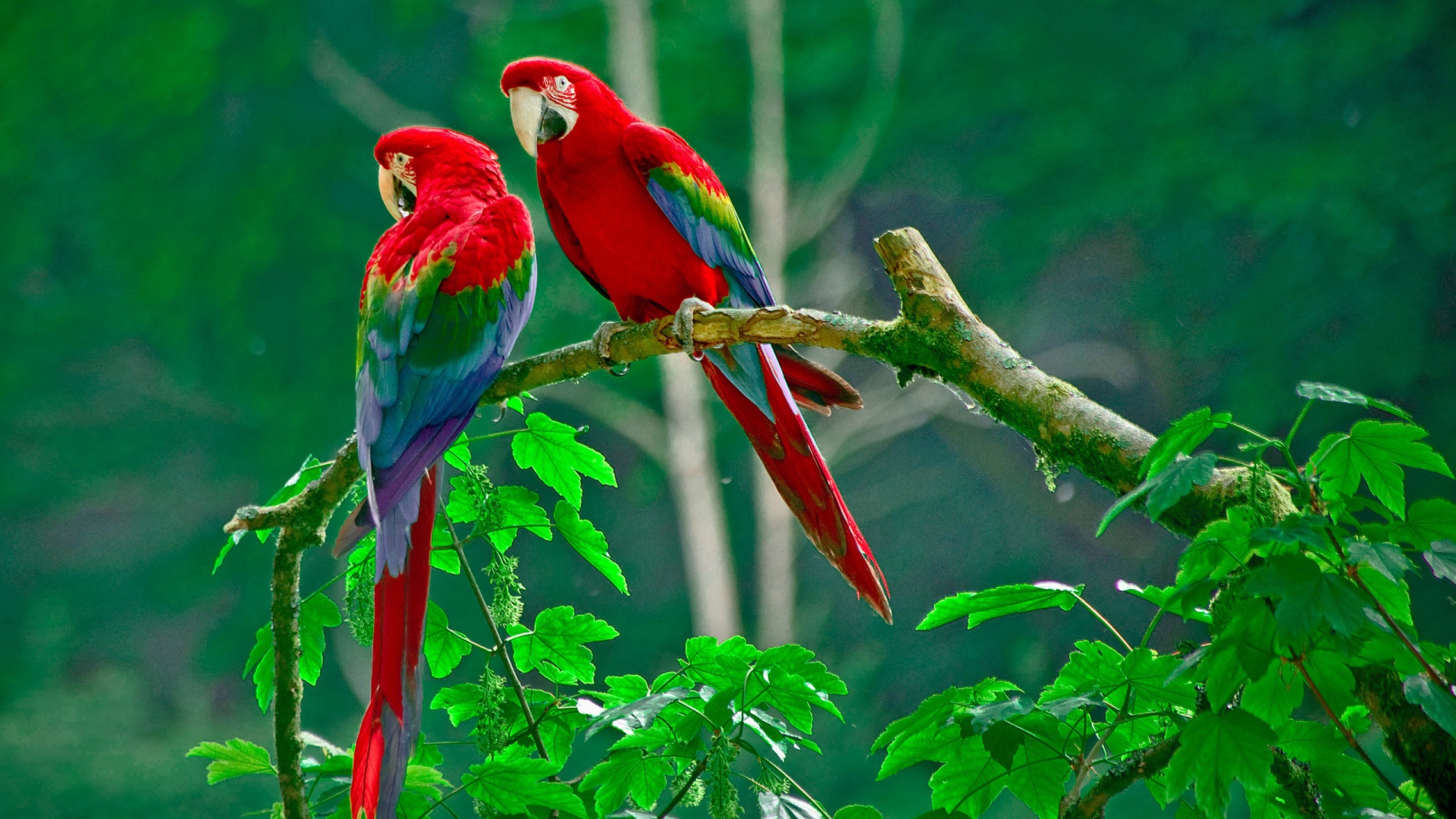 Parrots paradise