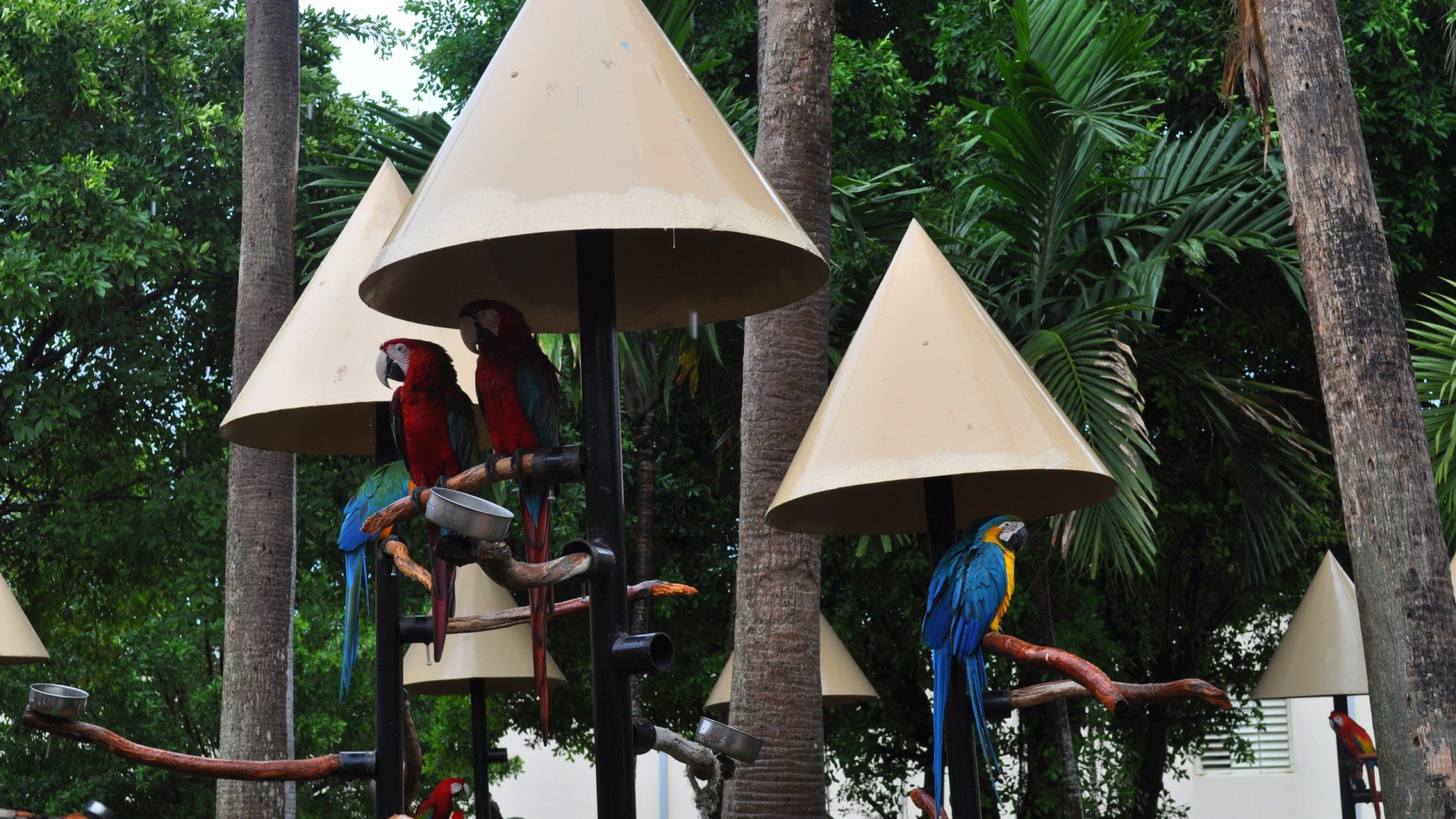 Крыши для попугаев