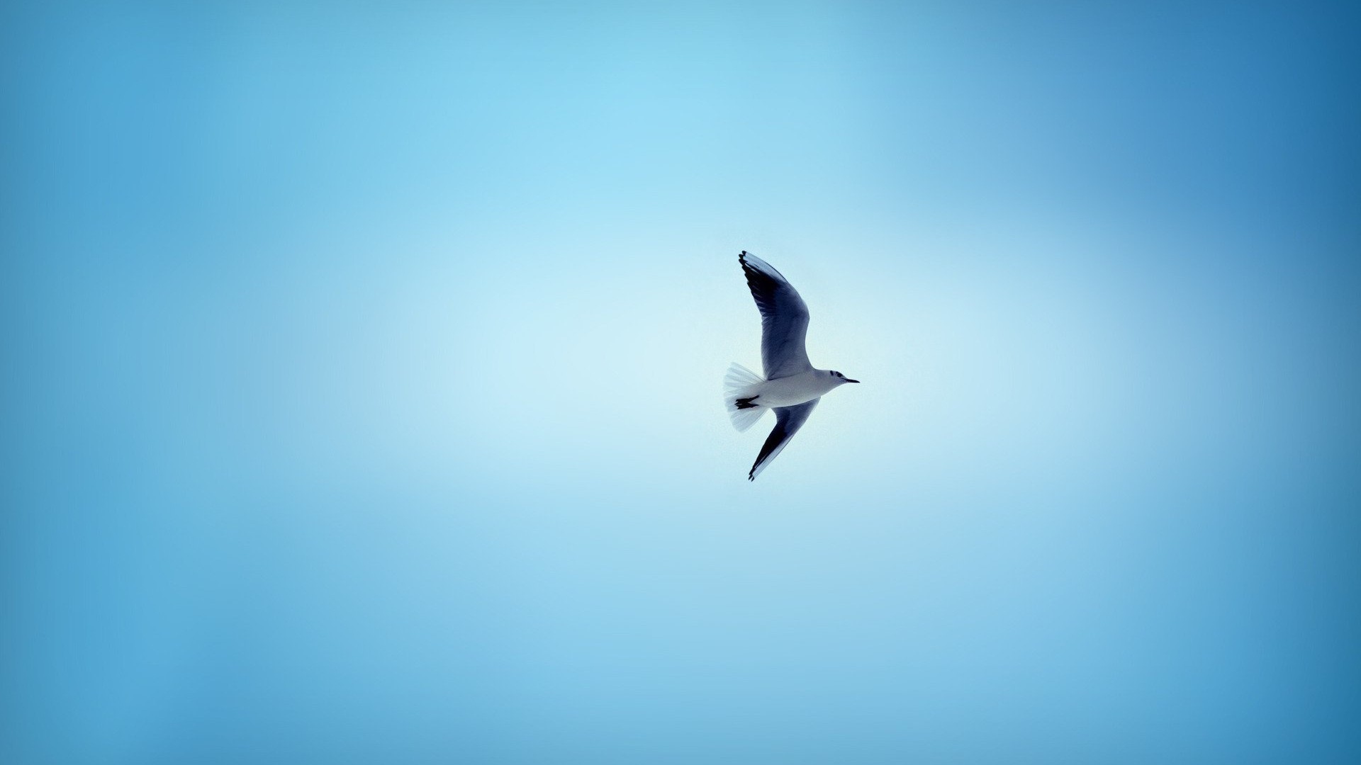 Чайка в небе