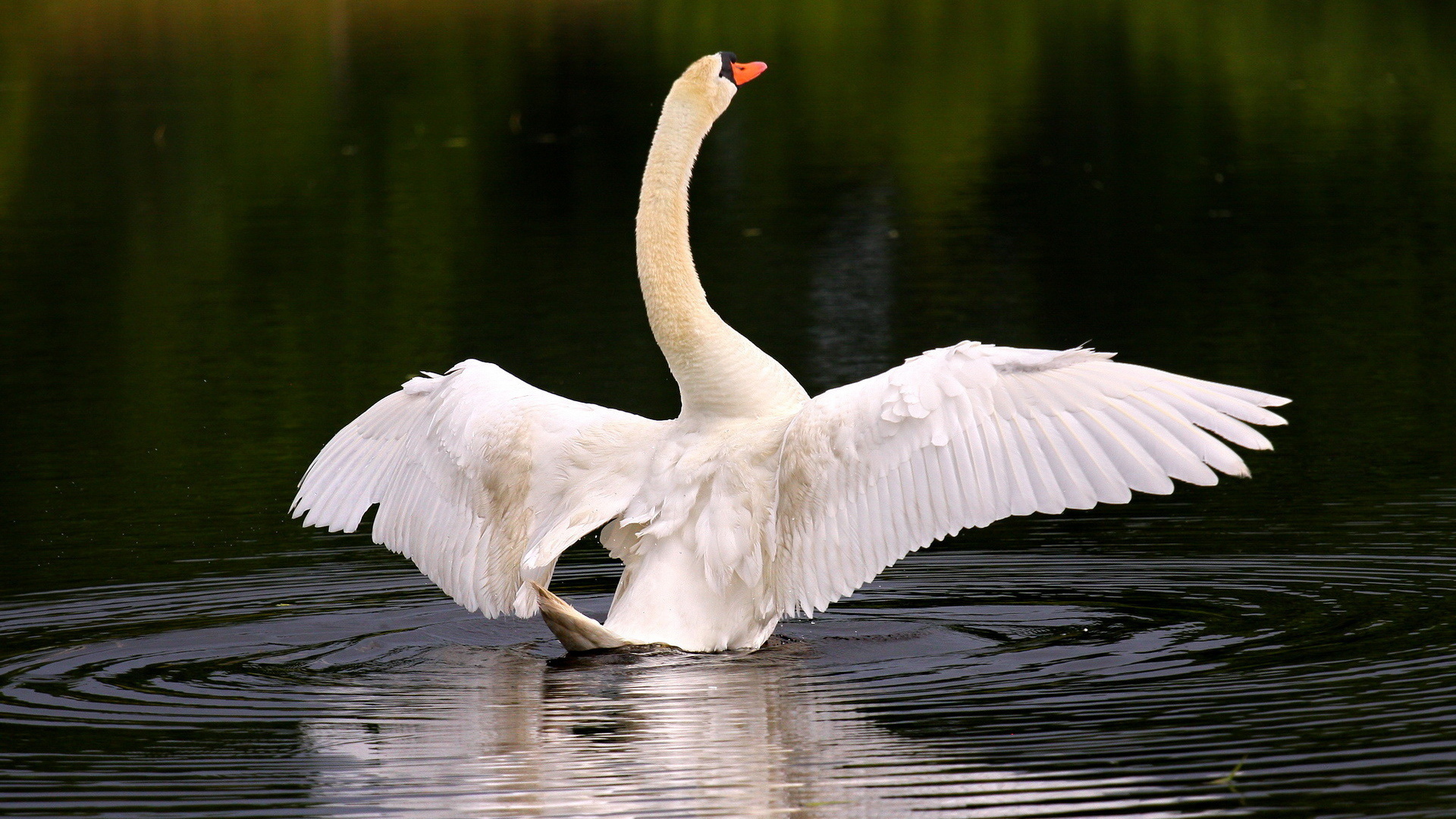 Лебедь собирается взлететь