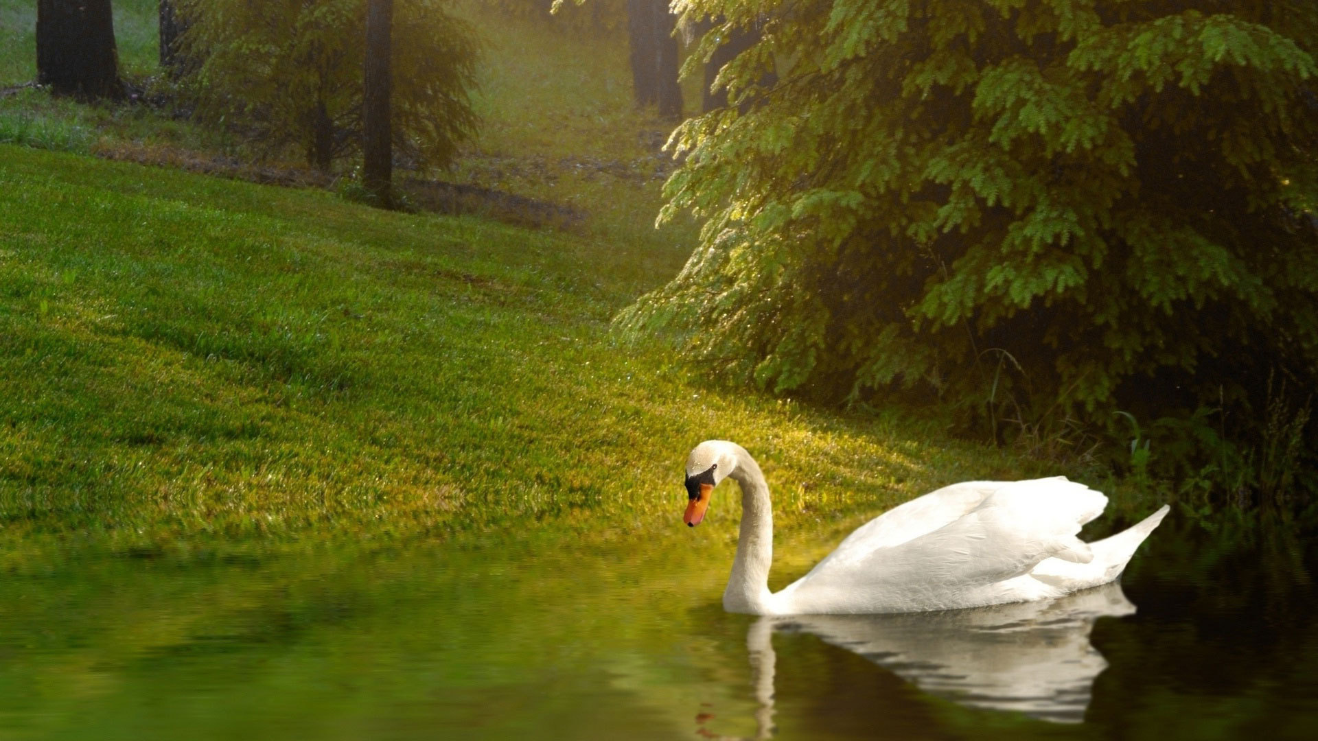 Лебедь у берега