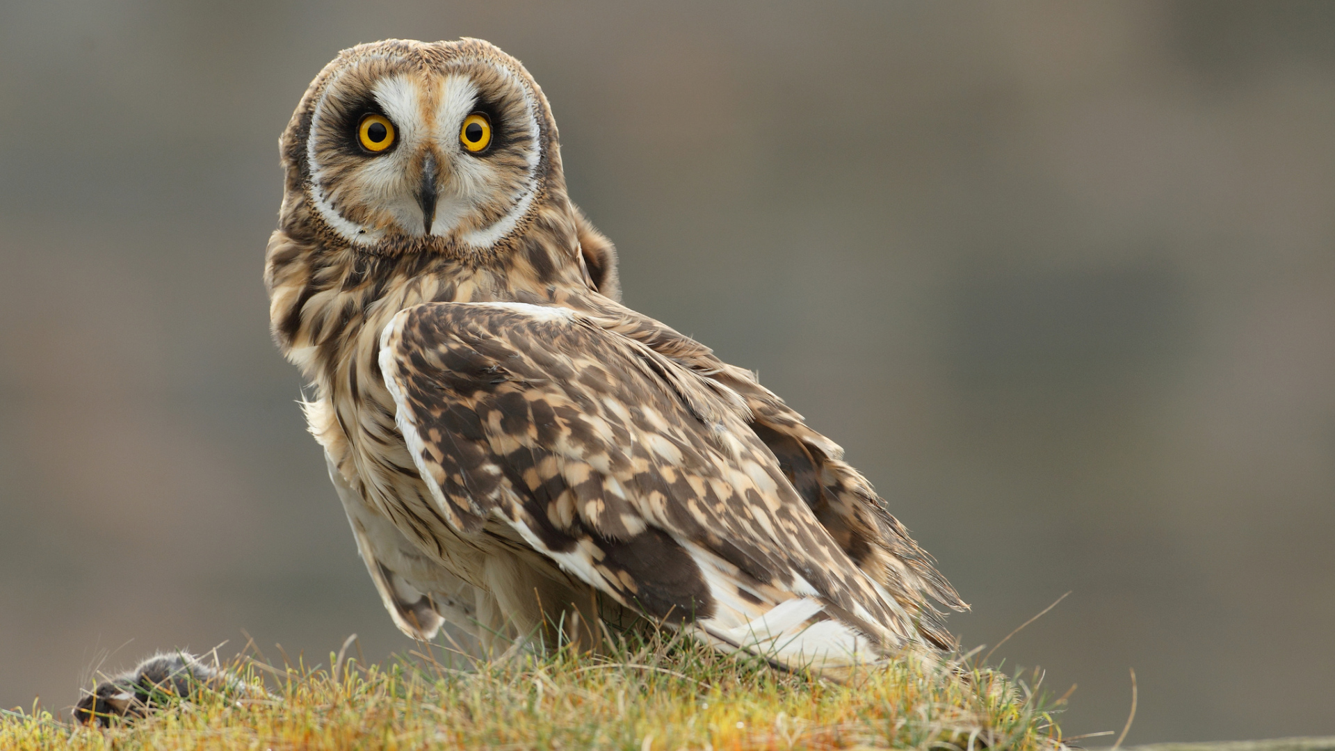 Настороженная сова на траве