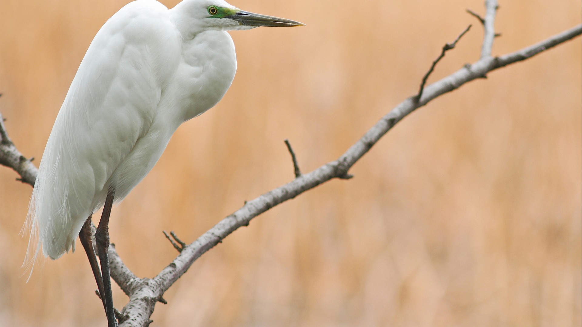 Белая птица