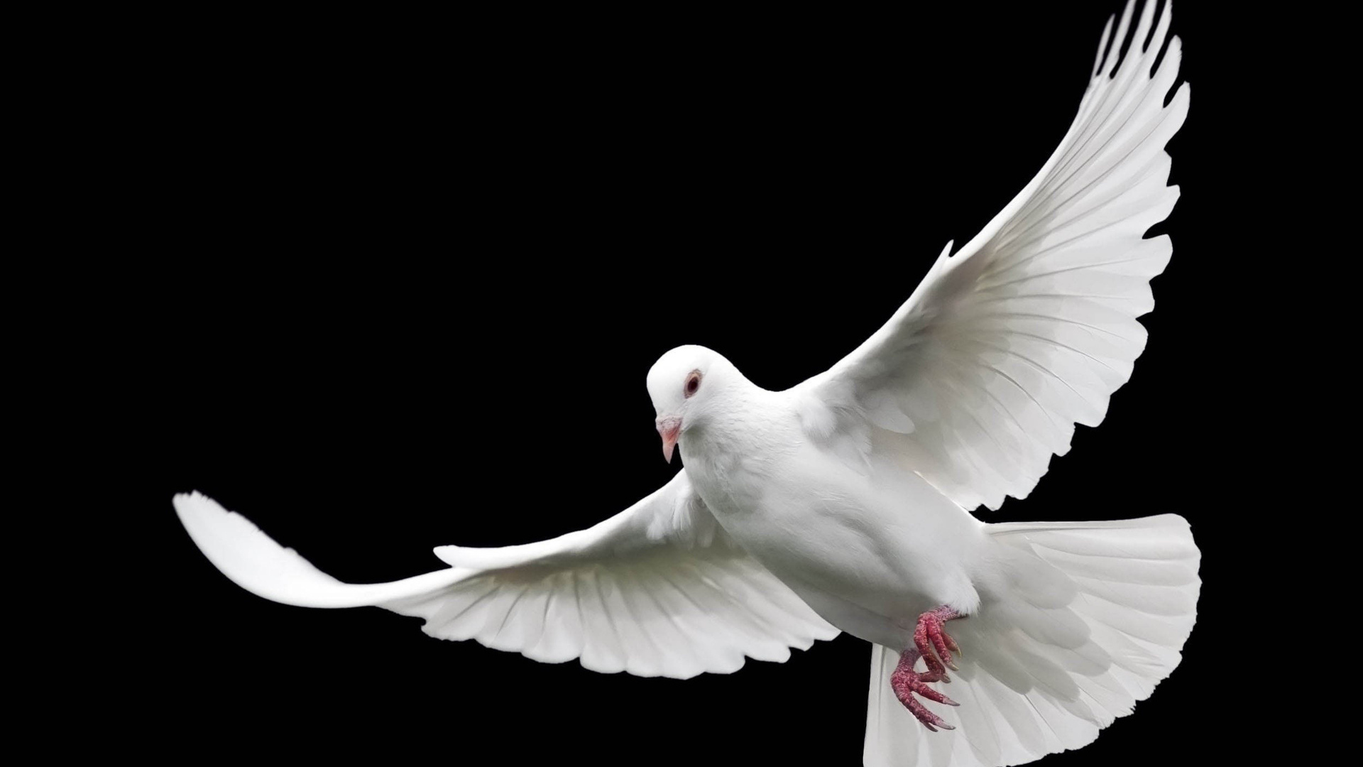 Белый голубь мира