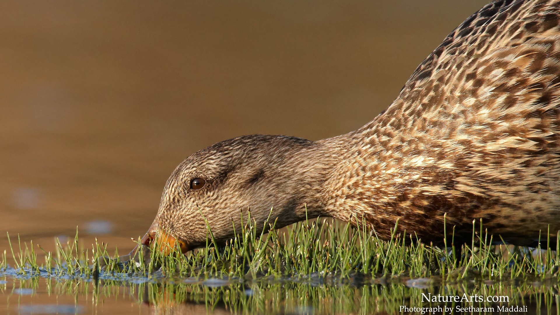 Утка пьет воду
