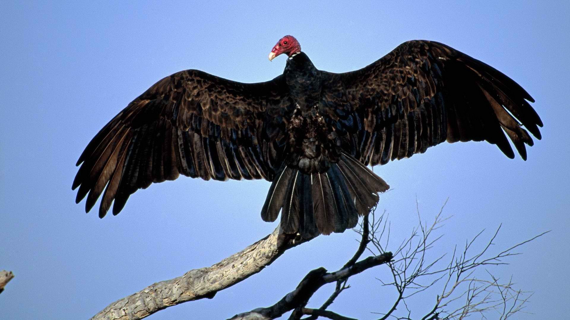 Птица из Турции