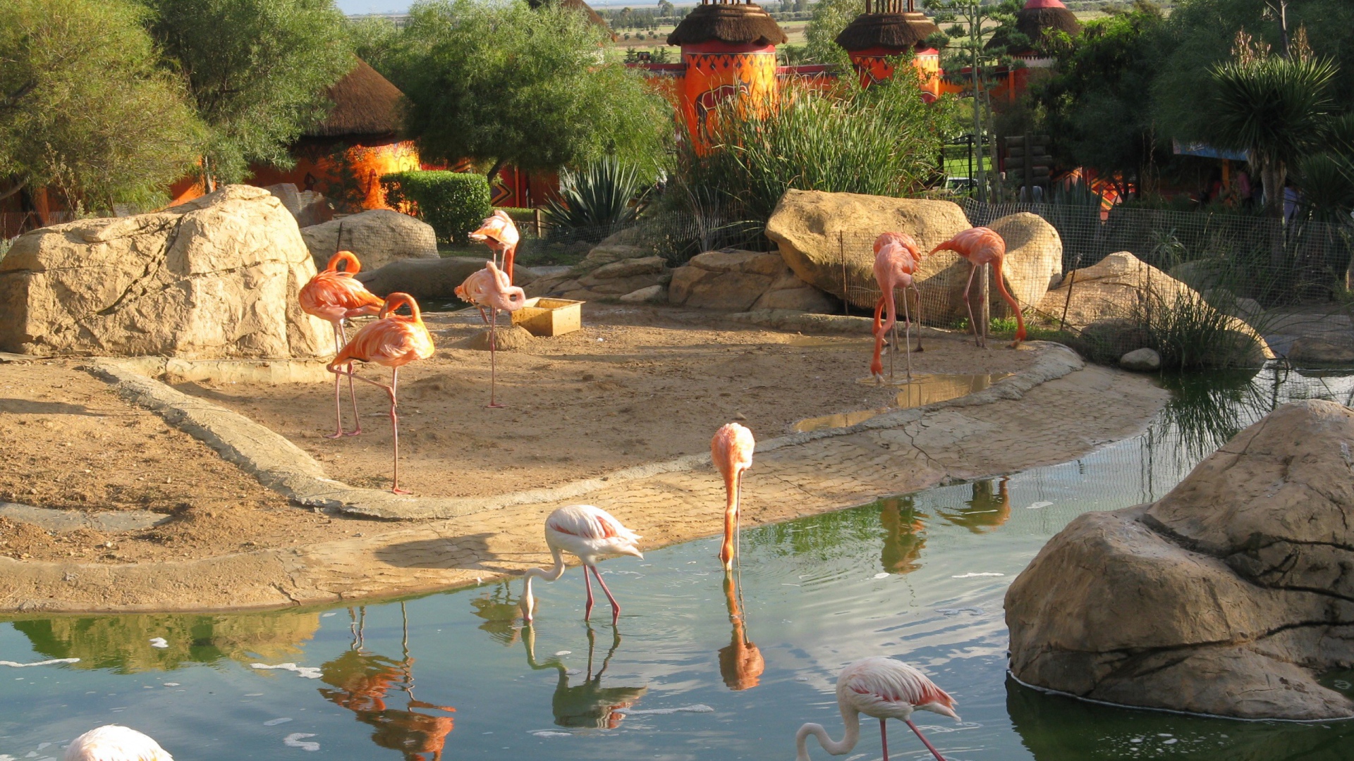 Фламинго в зоопарке