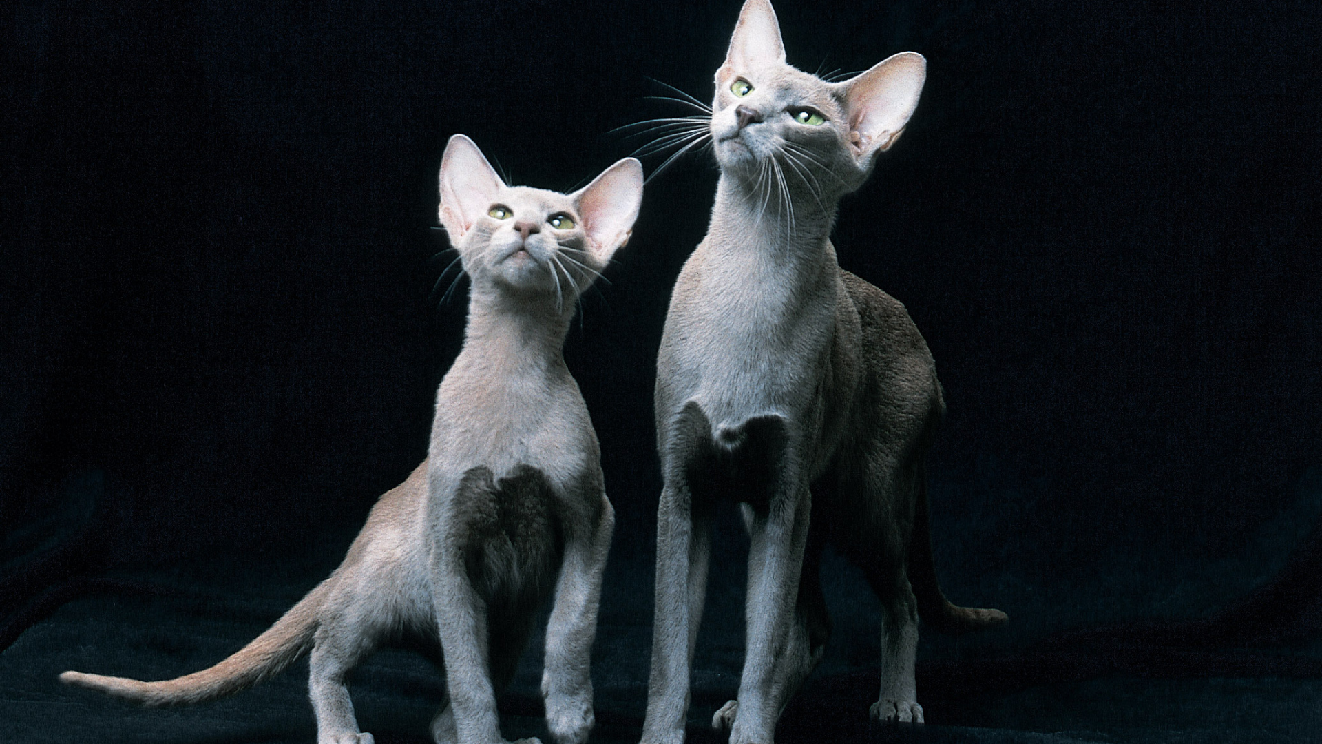 Пара ориентальных короткошерстных кошек