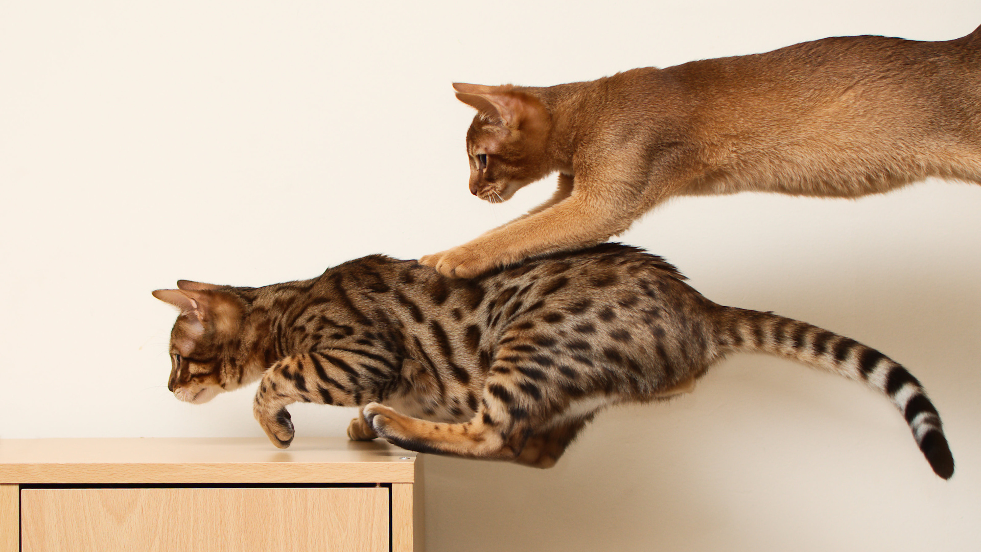 Абиссинская кошка играет с бенгальской