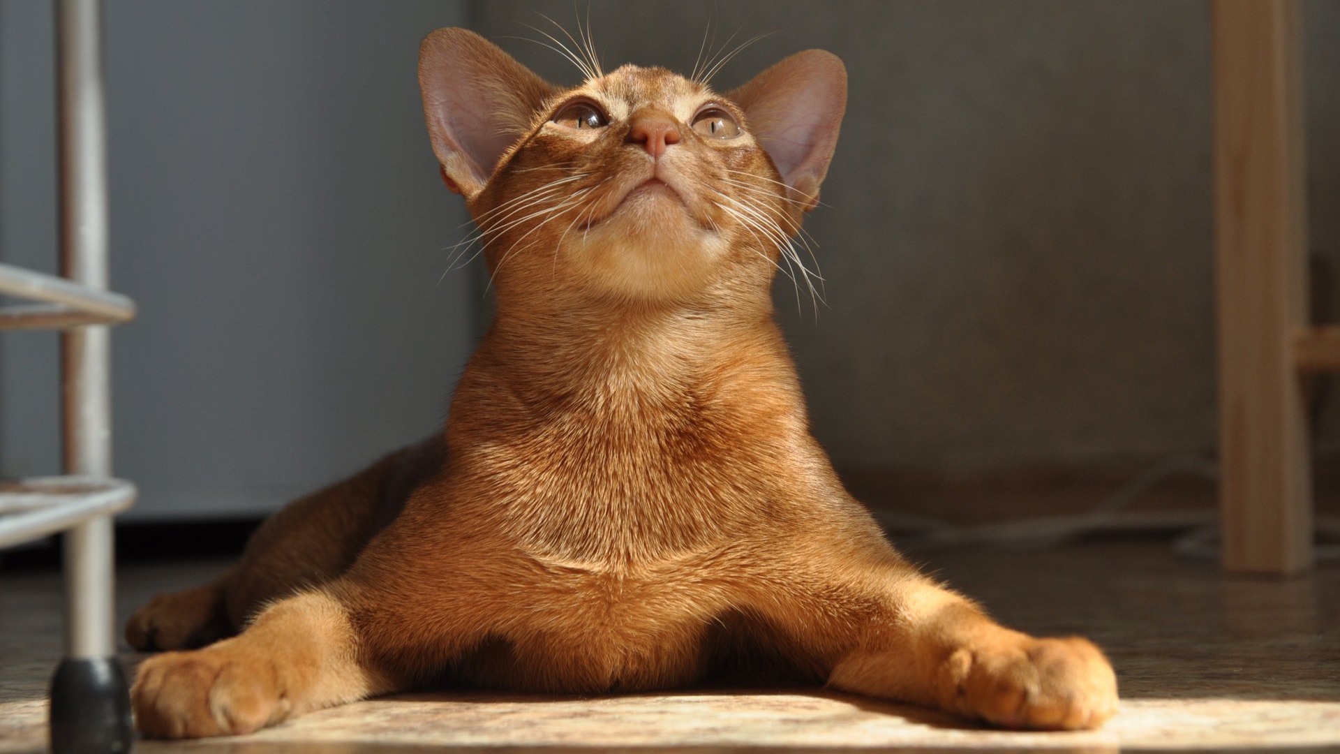 Абиссинская кошка расставила лапы