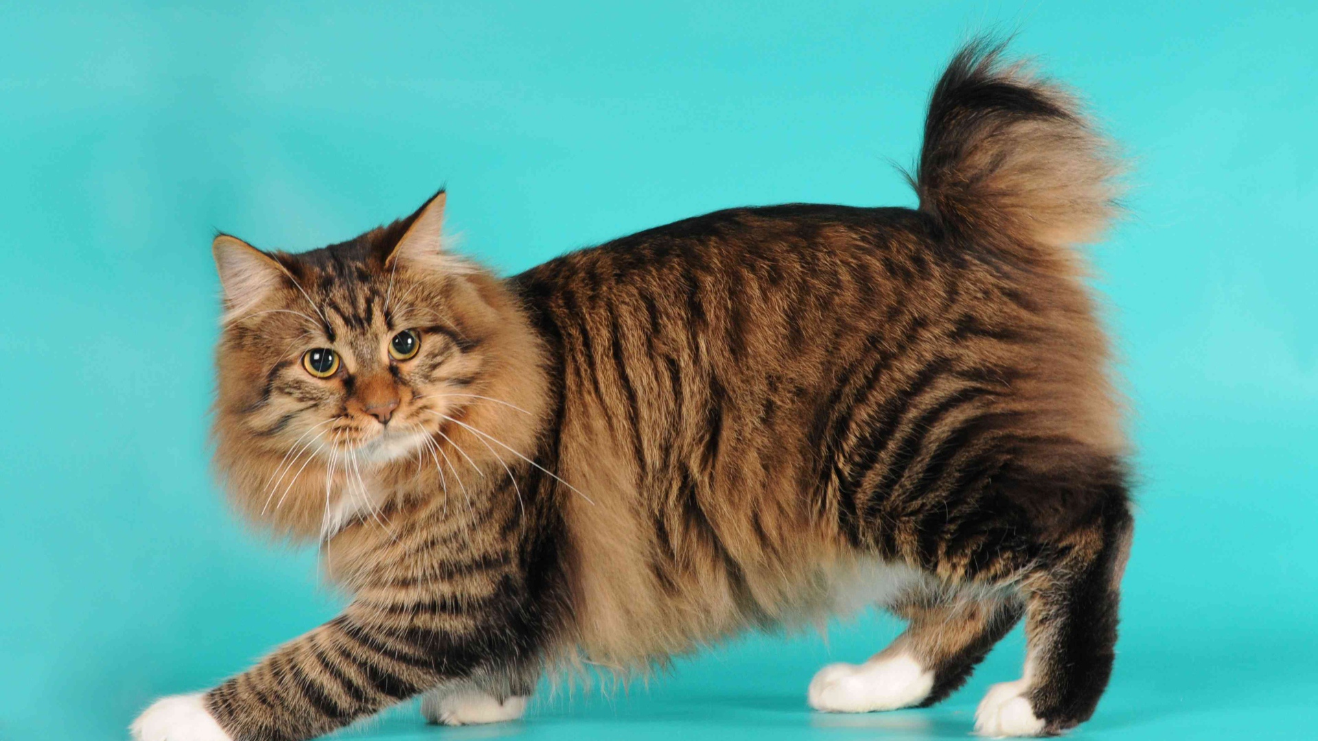 Порода кошек американский бобтейл