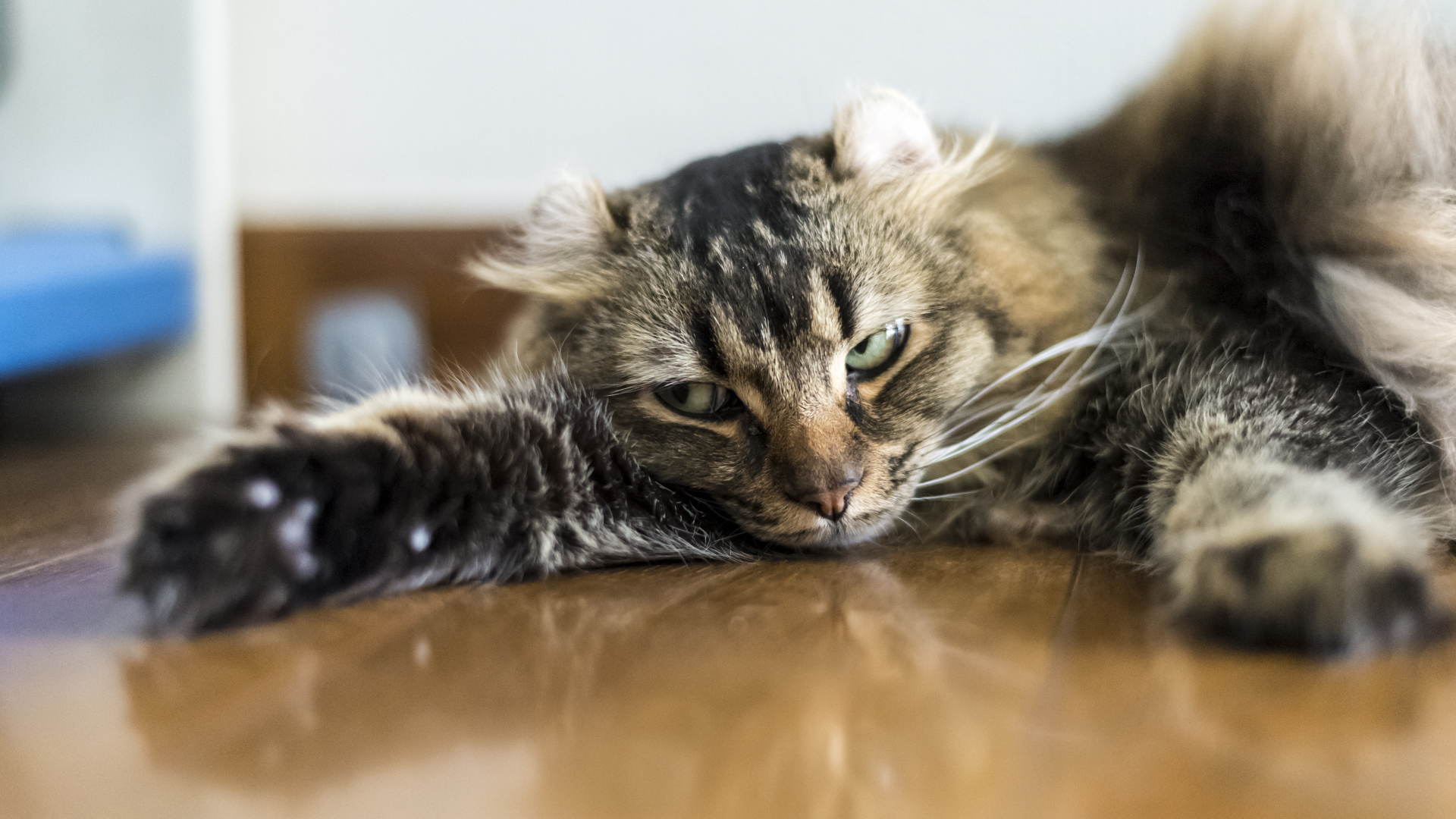 Американский керл на полу