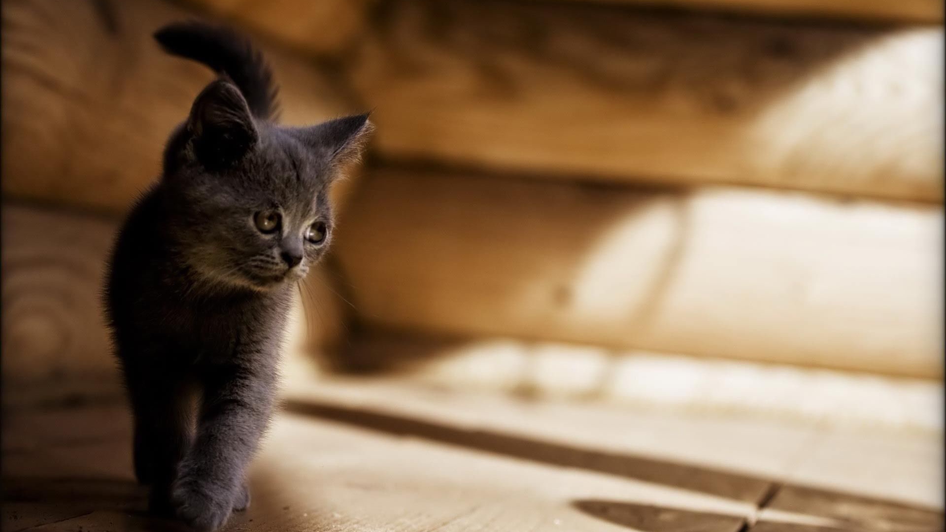 Серый котенок американской жесткошерстной кошки