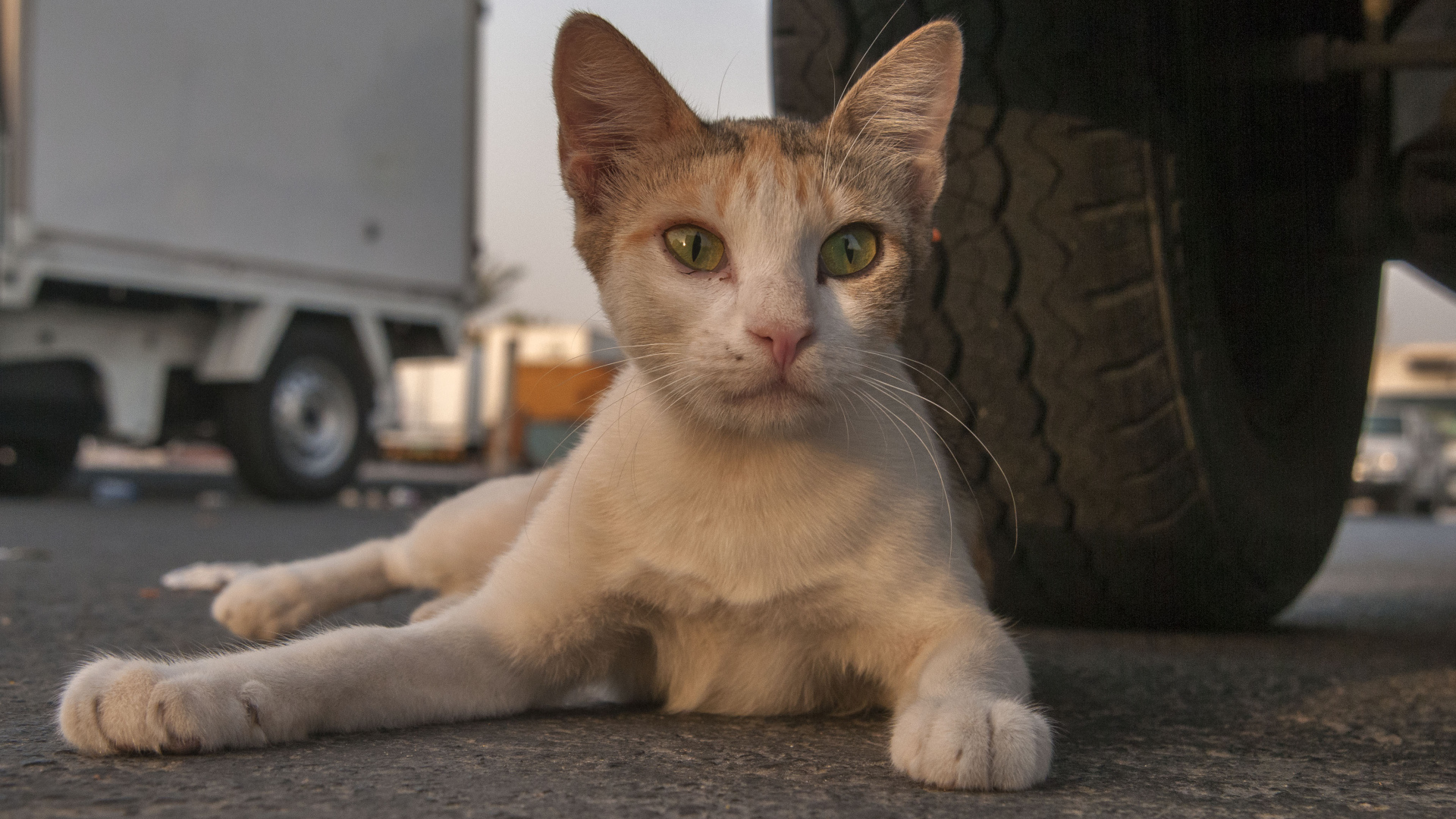 Аравийский мау у колеса