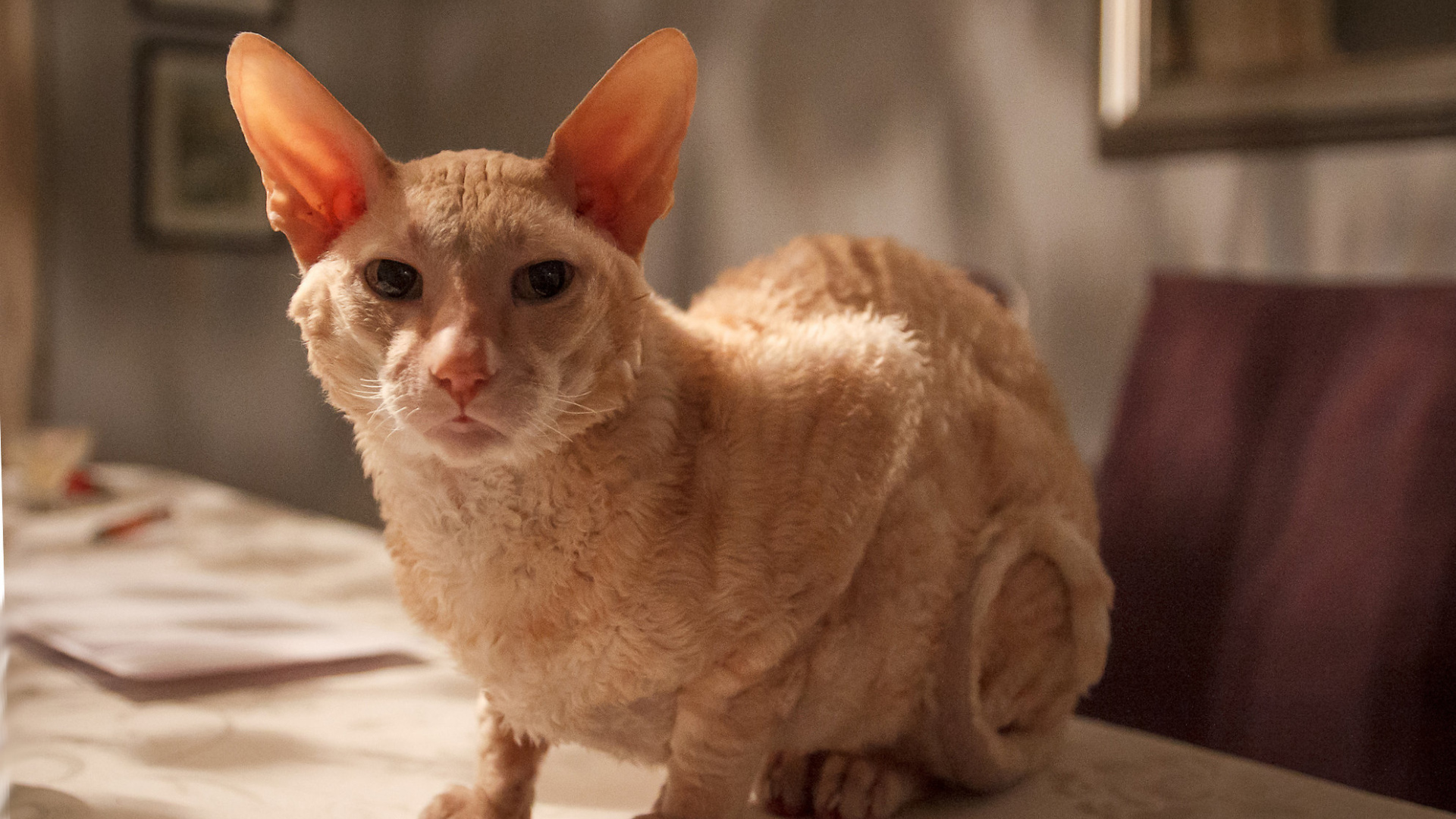 Рыжий корниш рекс