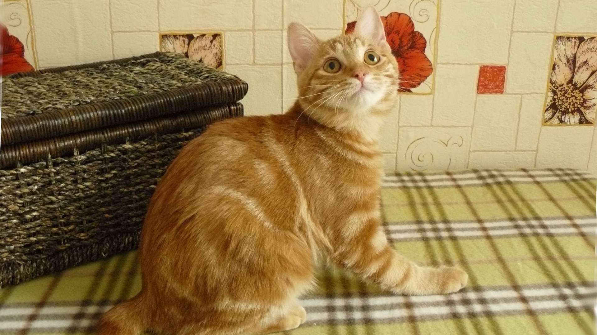 Рыжий курильский бобтейл