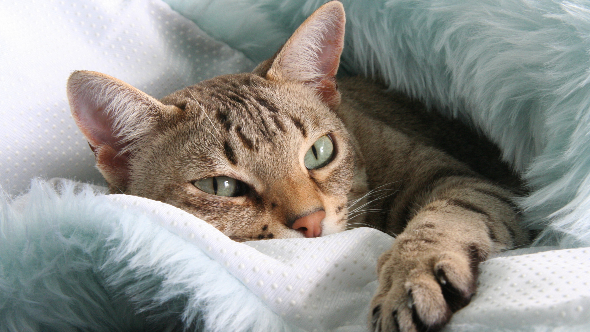 Австралийский мист отдыхает