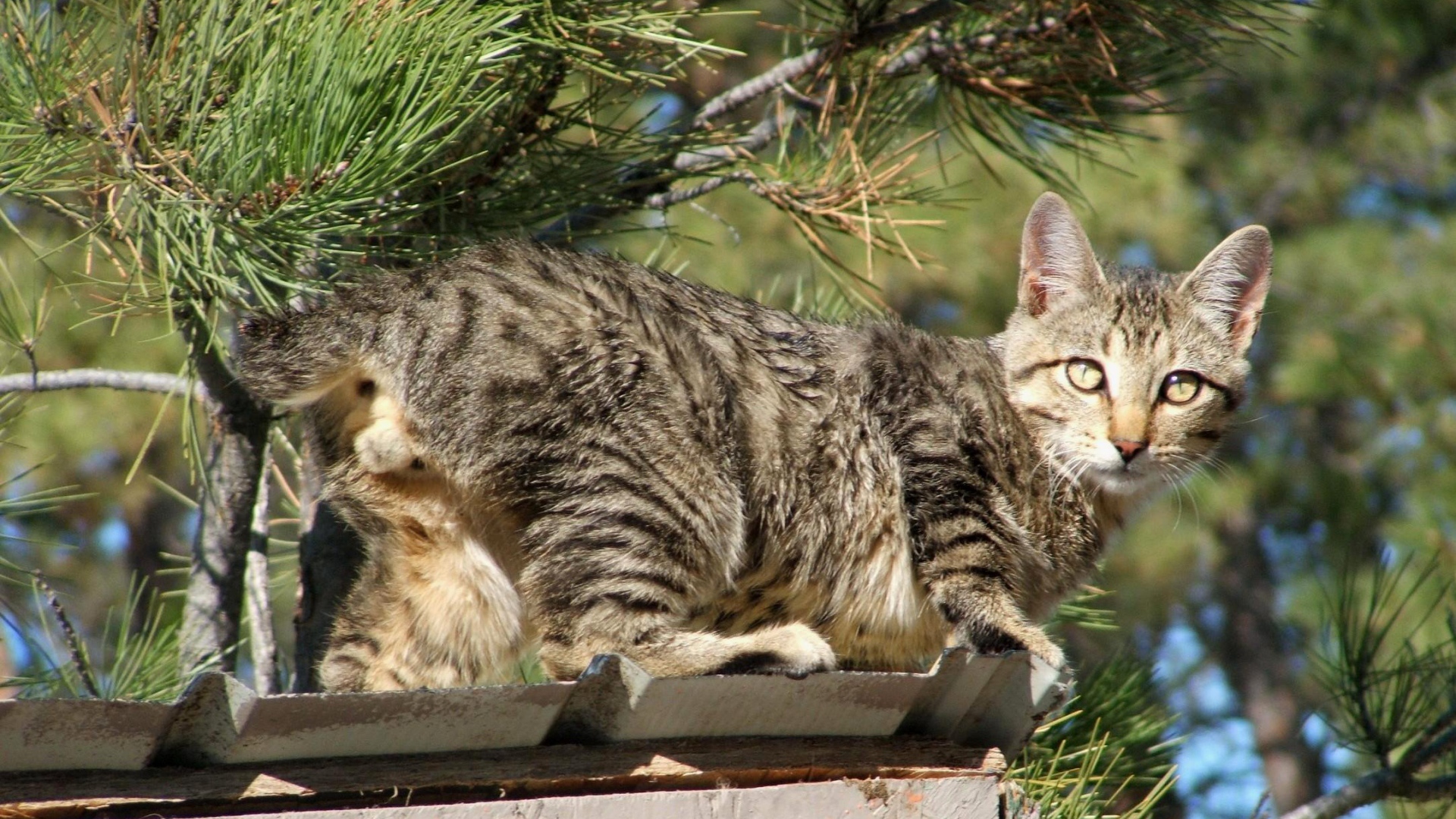 Красивый американский бобтейл