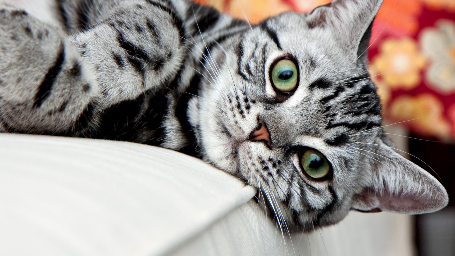 Красивая американская жесткошерстная кошка