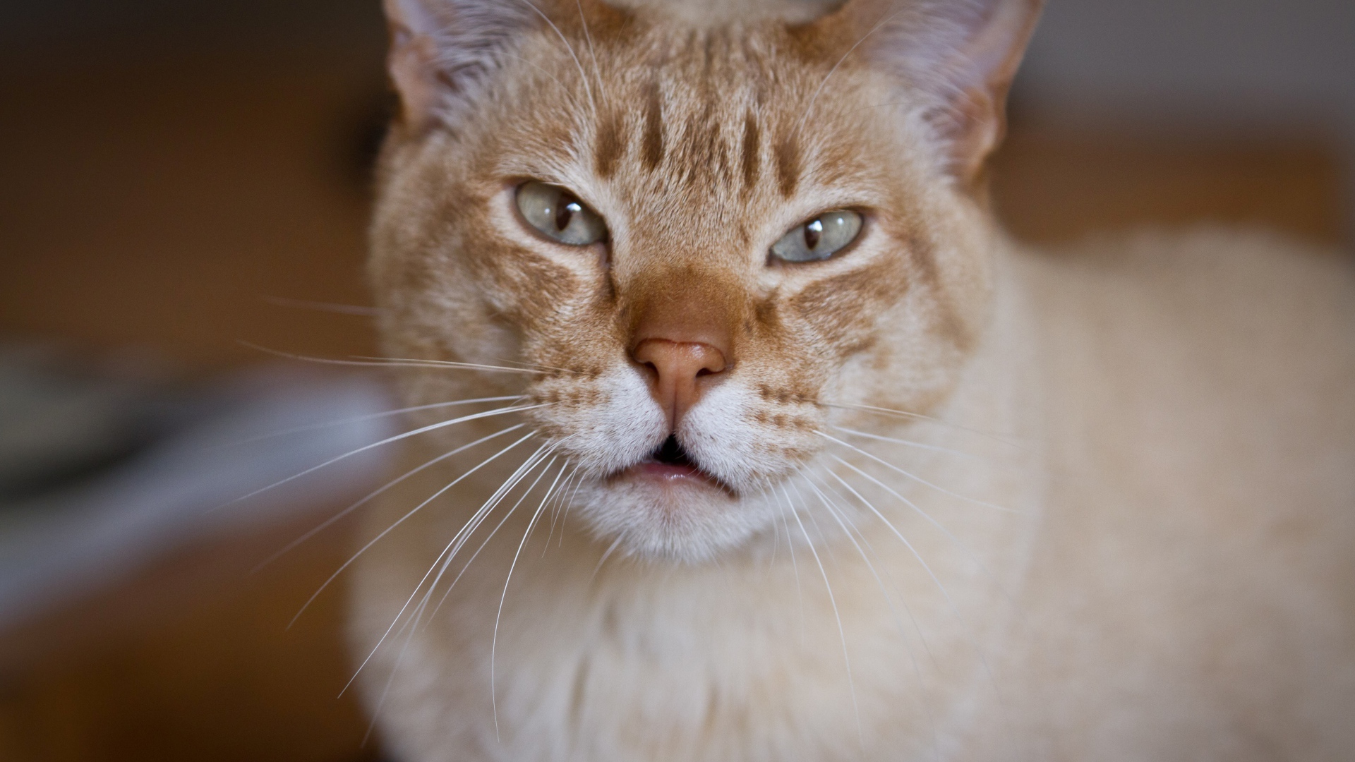 Красивый австралийский мист