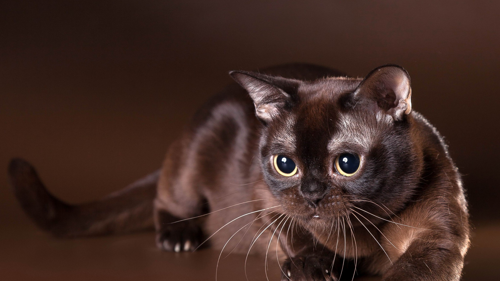 Красивая бурманская кошка