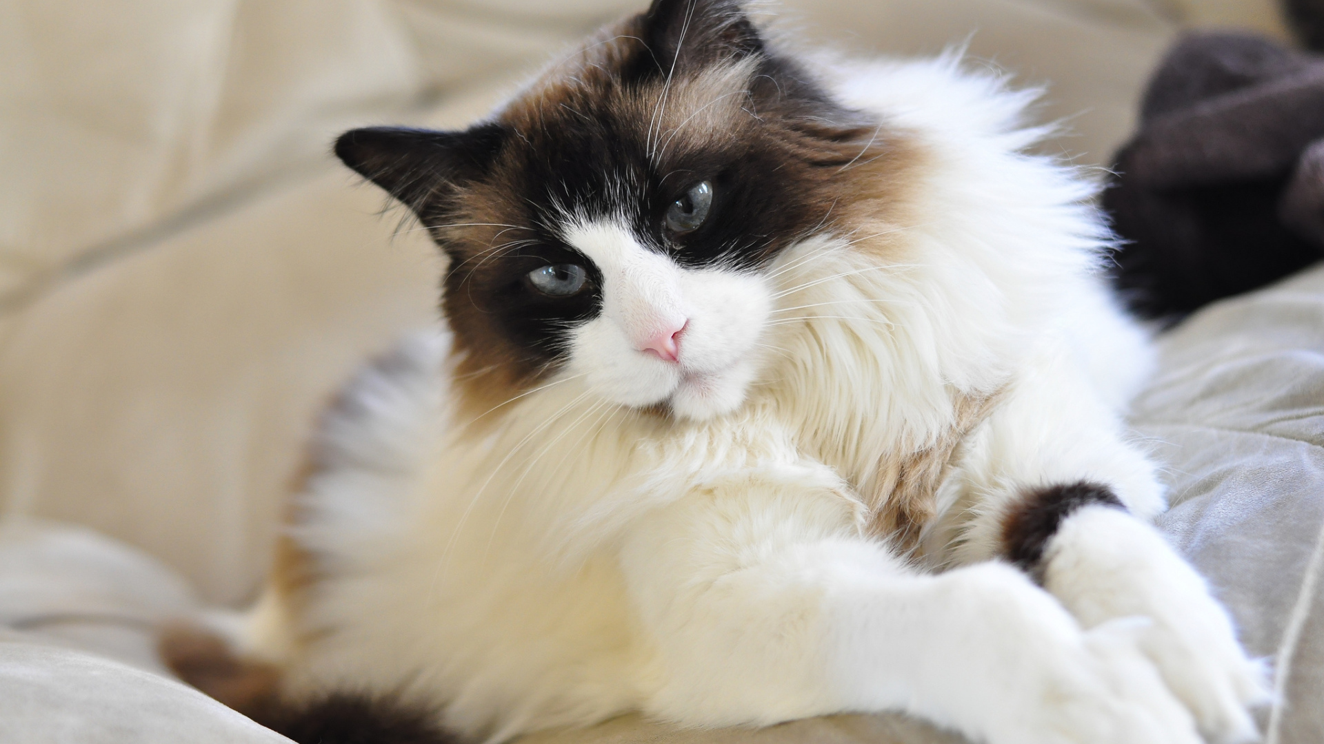 Красивая кошка рэгдолл