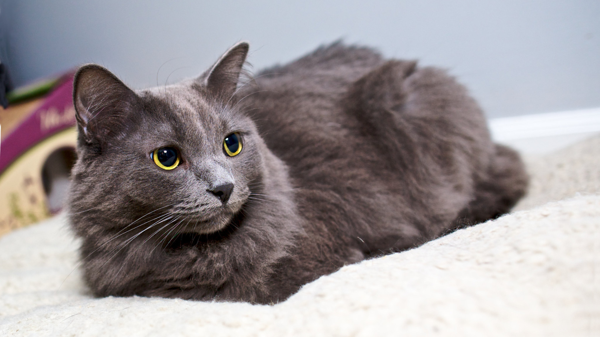 Красивый кот нибелунг