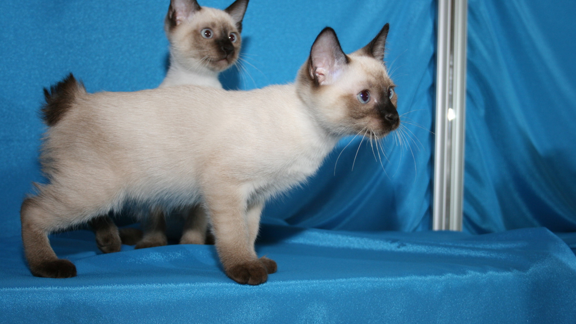 Красивые котята меконгский бобтейл