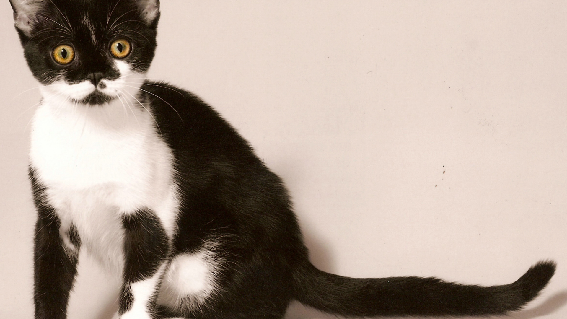 Черно белая американская короткошерстная кошка