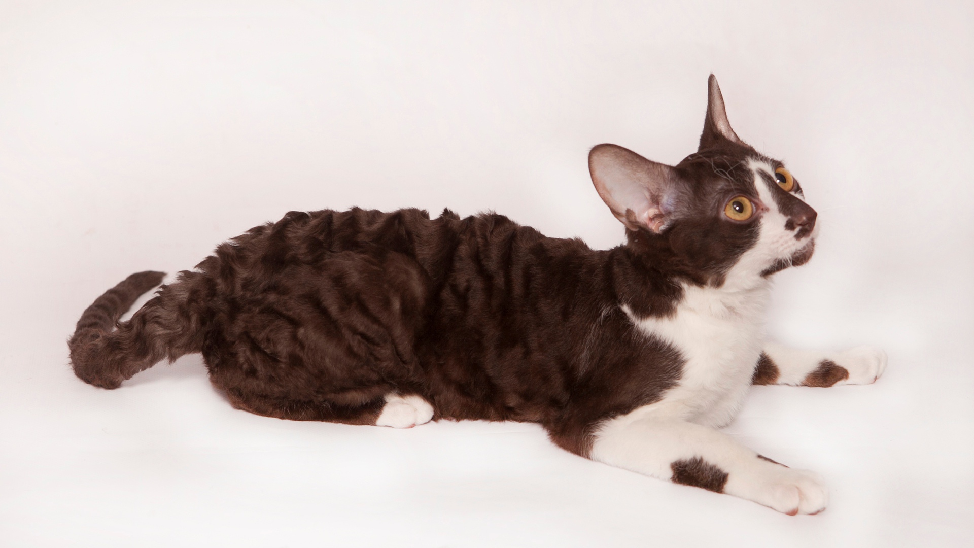 Черно белый корниш рекс