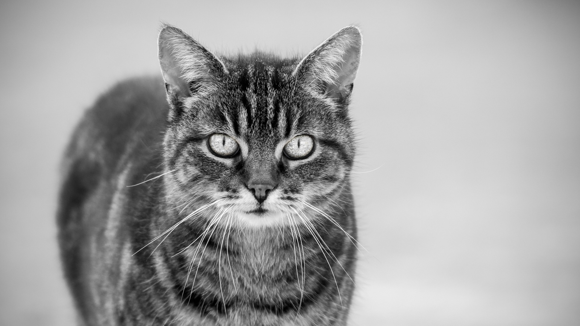 Черно белый кот