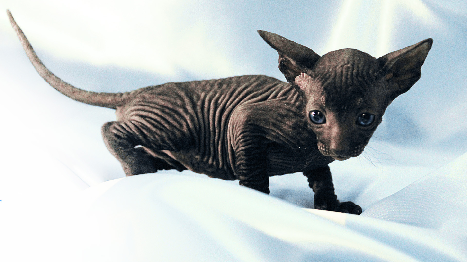 Черный котенок петерболд